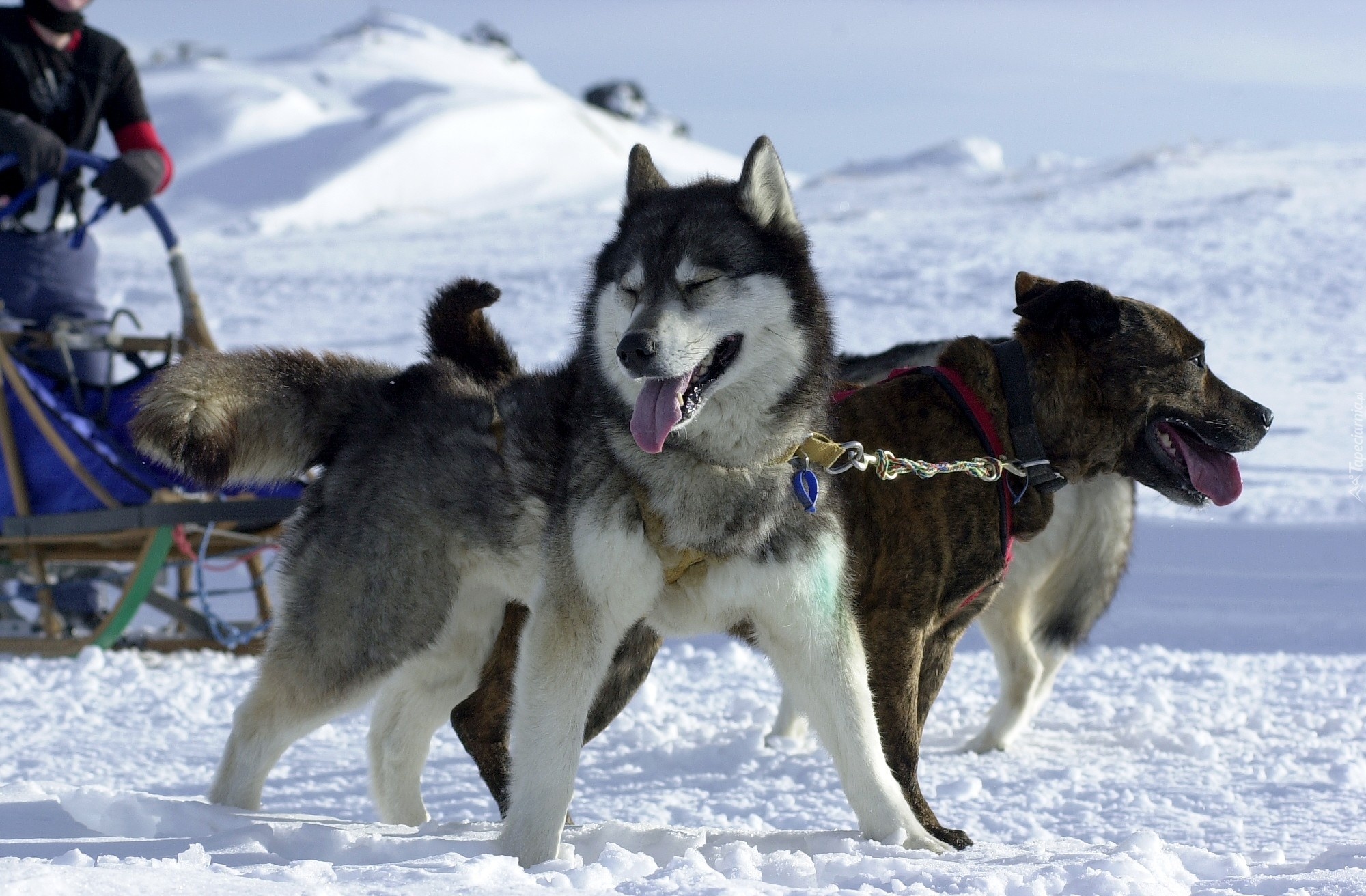 Siberian Husky, śnieg, sanie