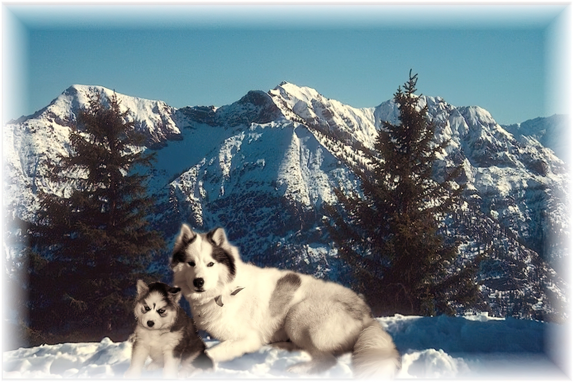 dwa, Siberian Husky, góry
