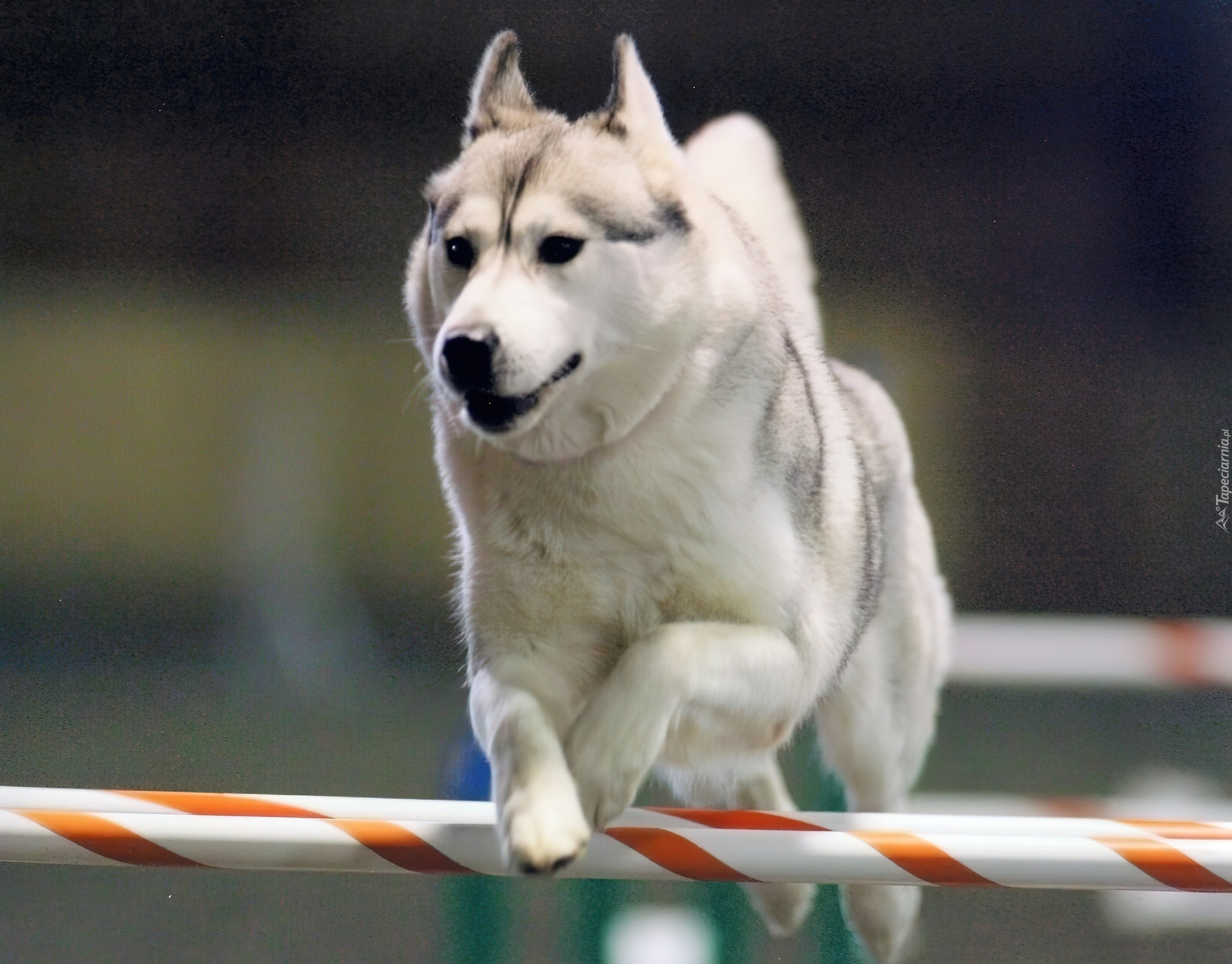 biały, Siberian Husky, płotek