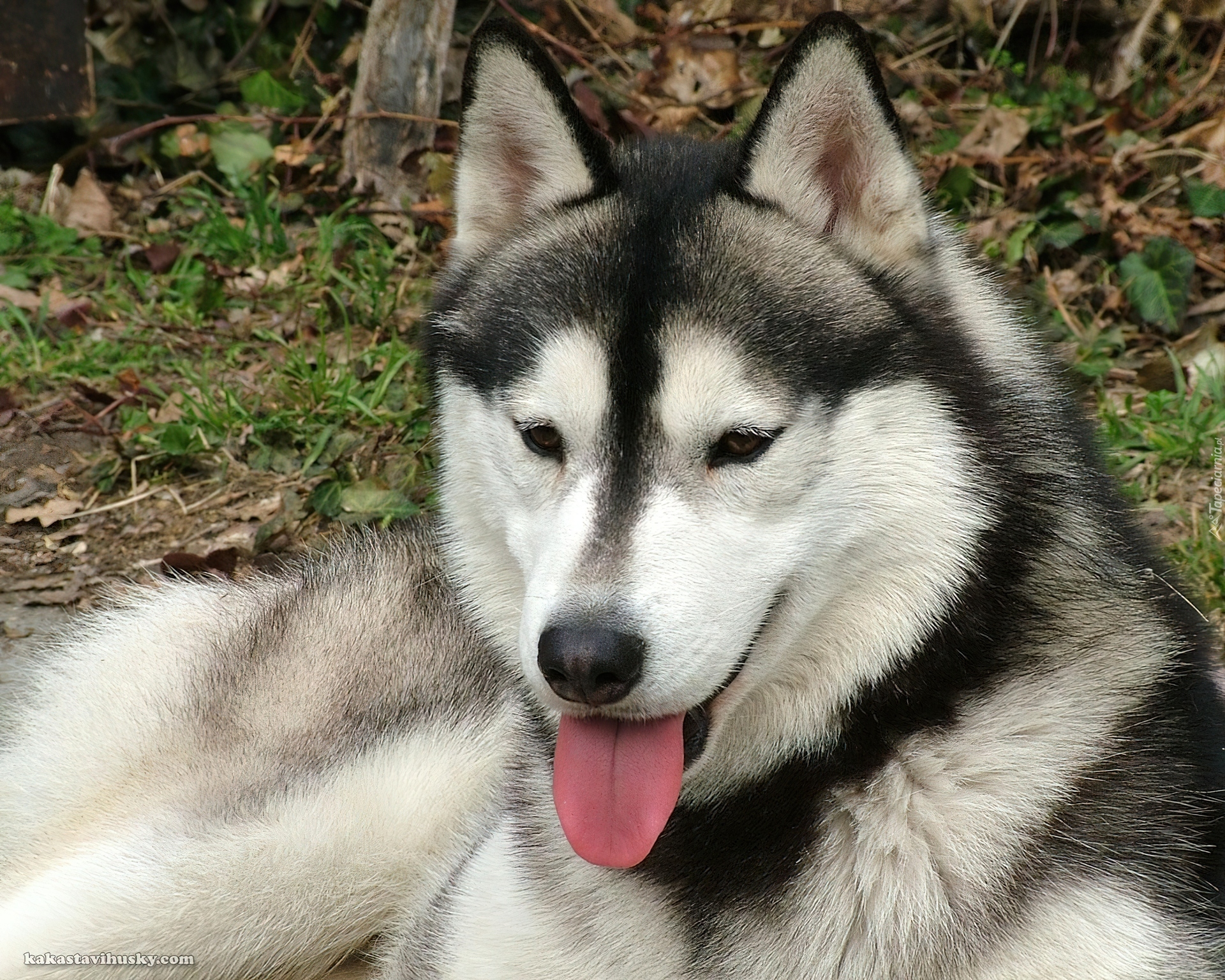 czarno-biały, Siberian Husky, język