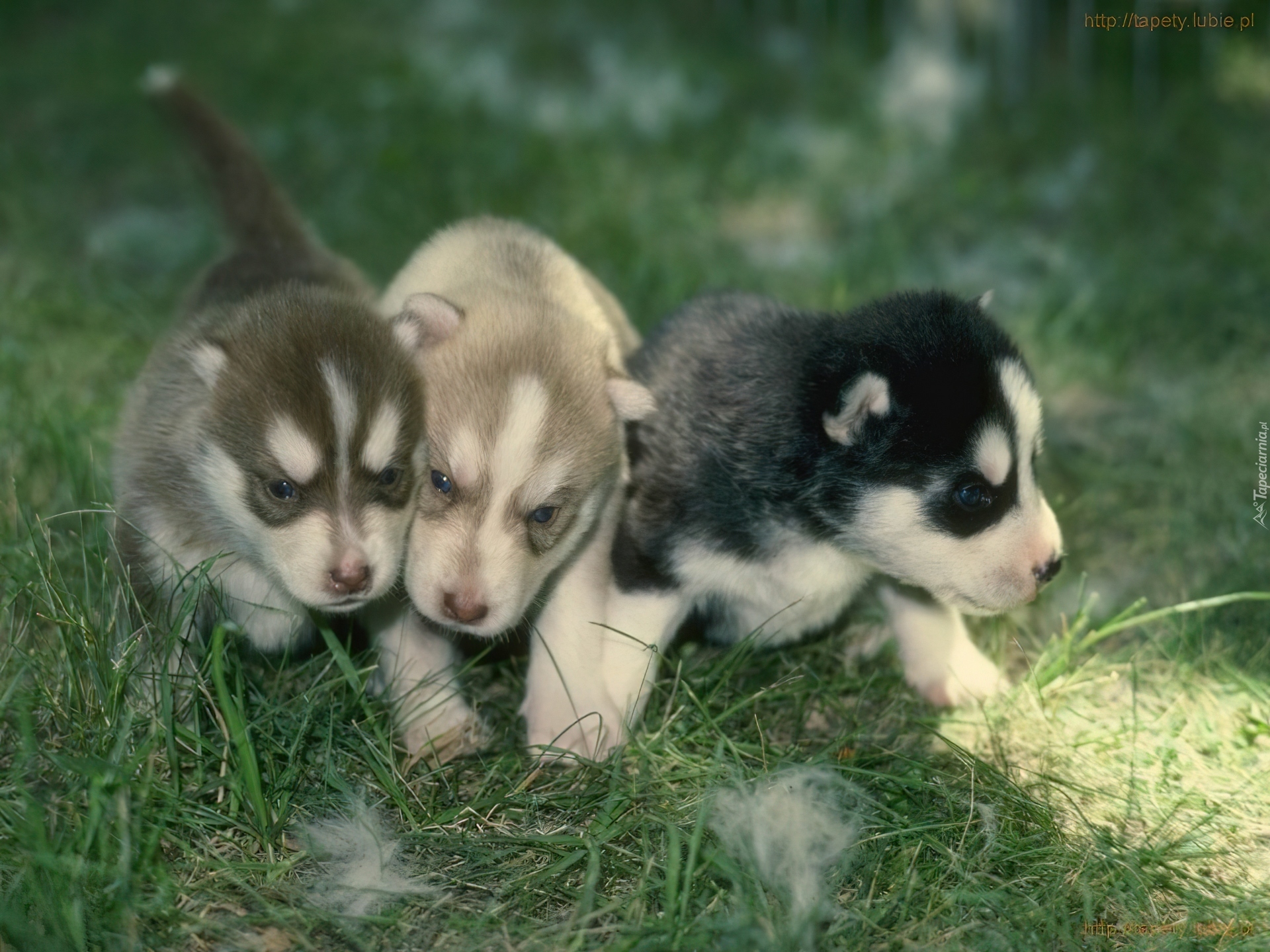 trzy, słodkie, szczeniaki, Siberian Husky