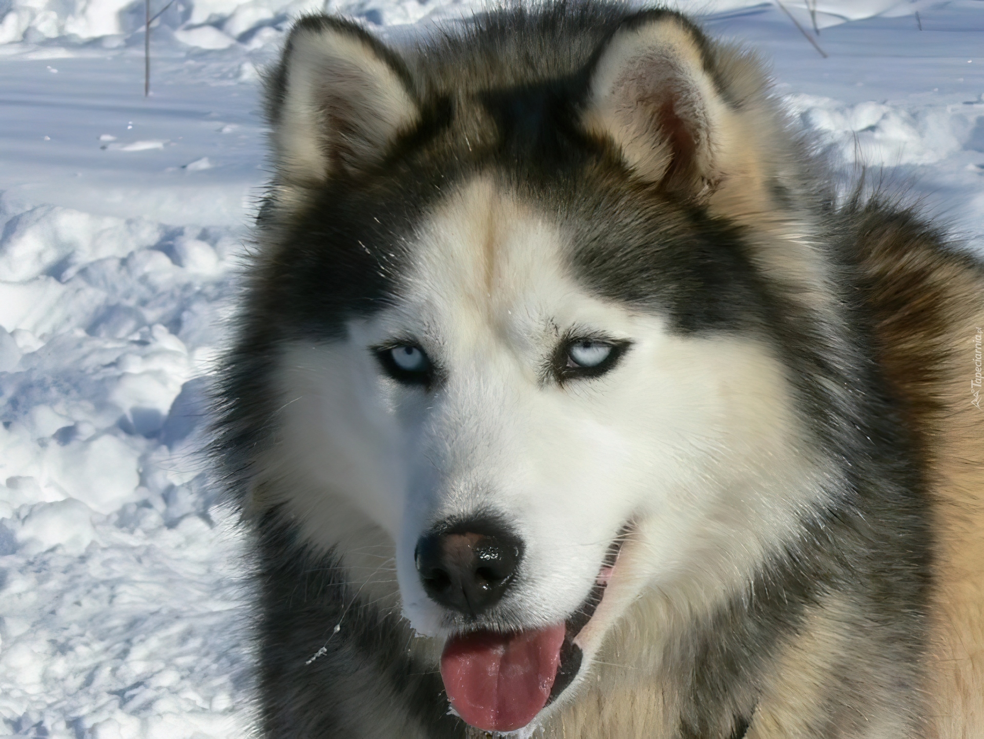 język, Siberian Husky, śnieg