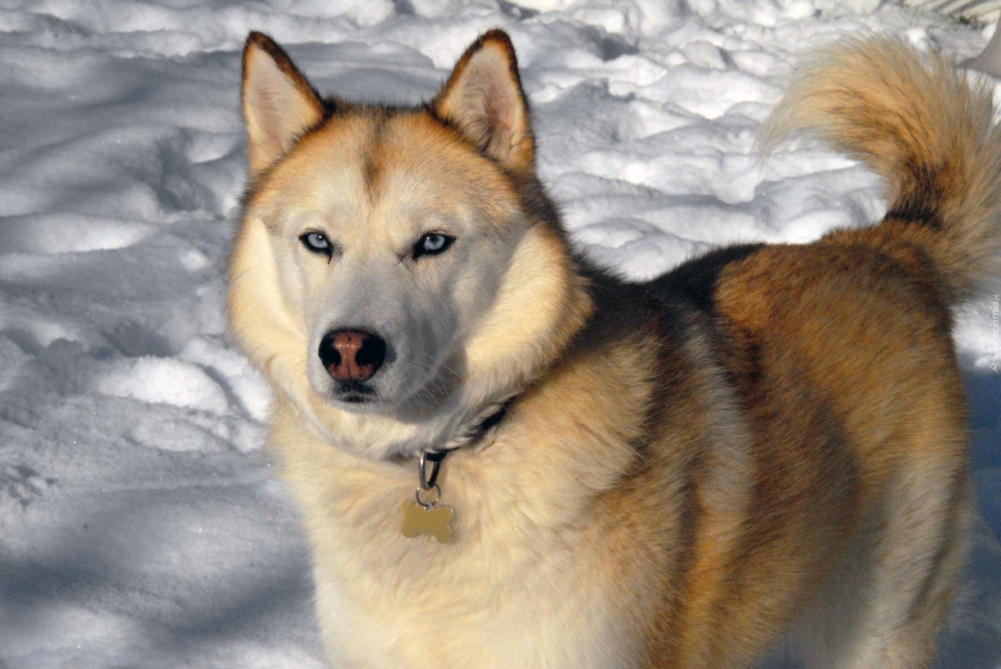 Siberian Husky, sobolowe, umaszczenie