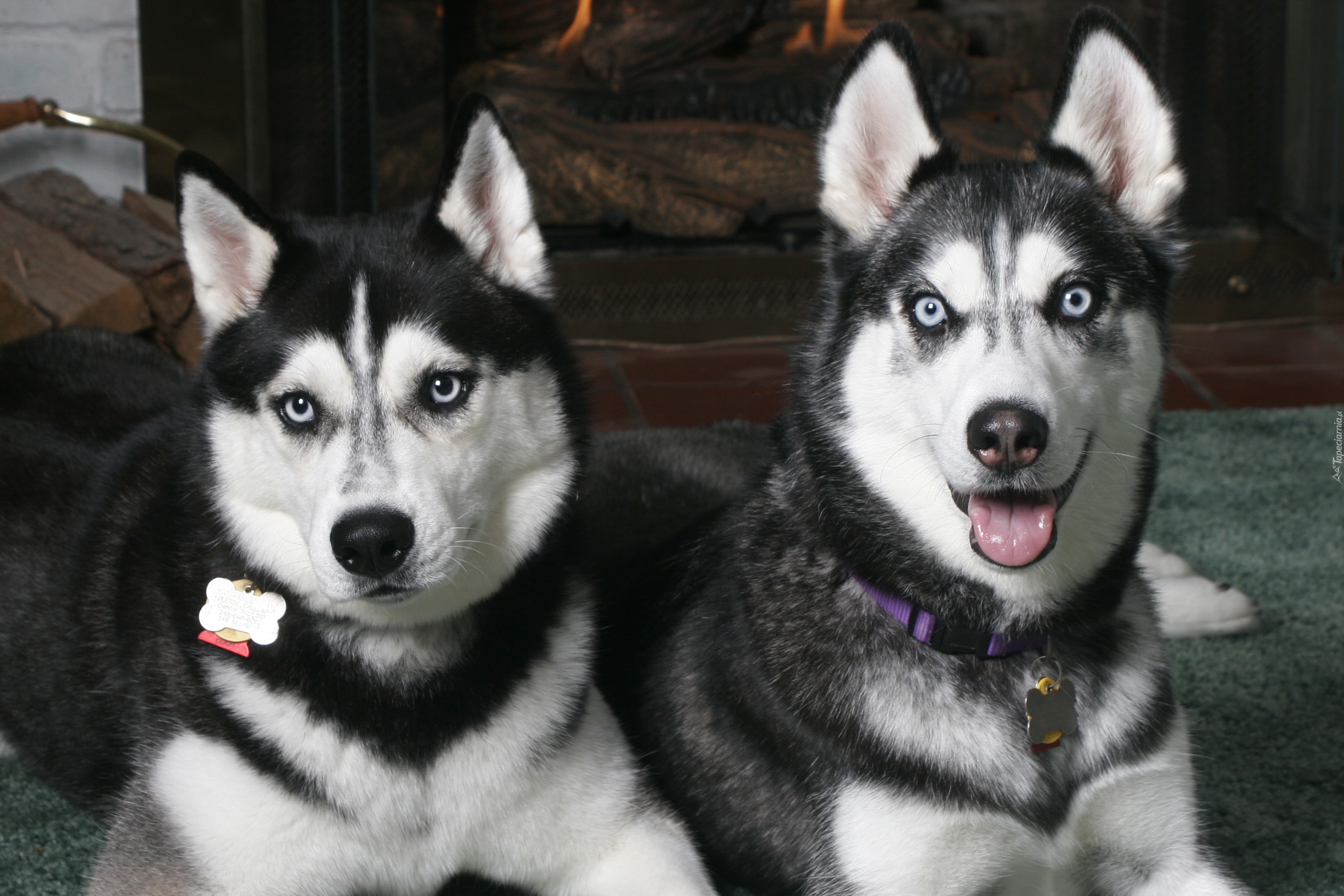 dwa, czarne, Siberian Husky