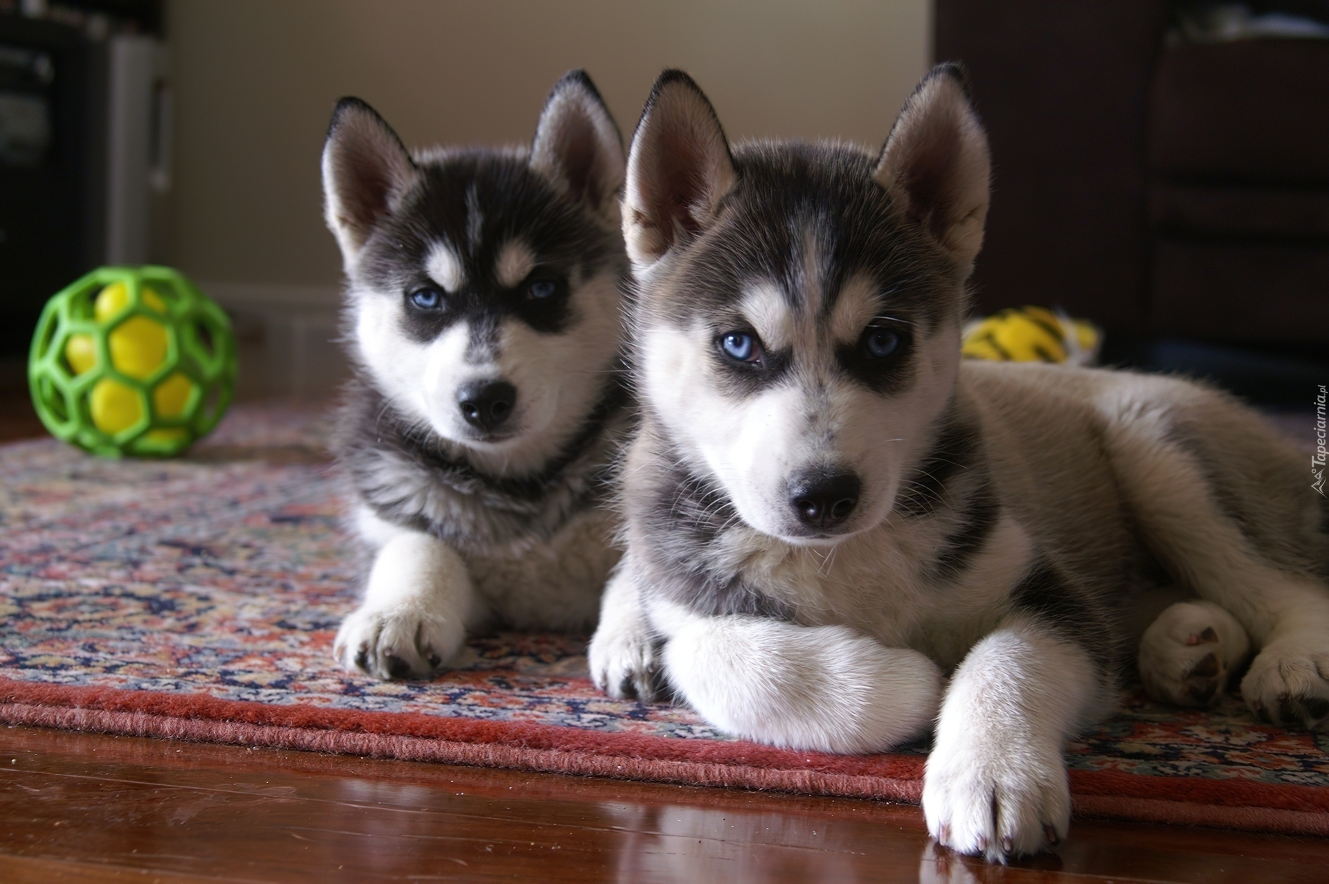 Siberian Husky, zielona, piłka