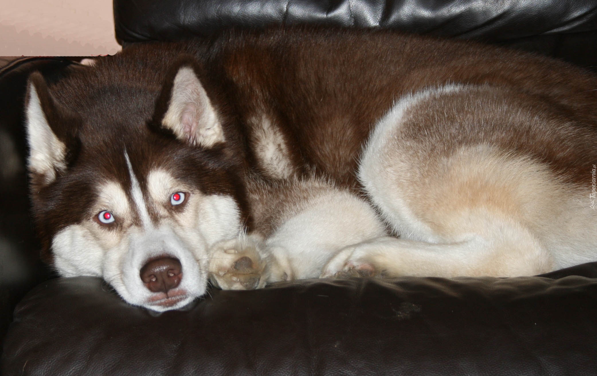 brązowy, Siberian Husky