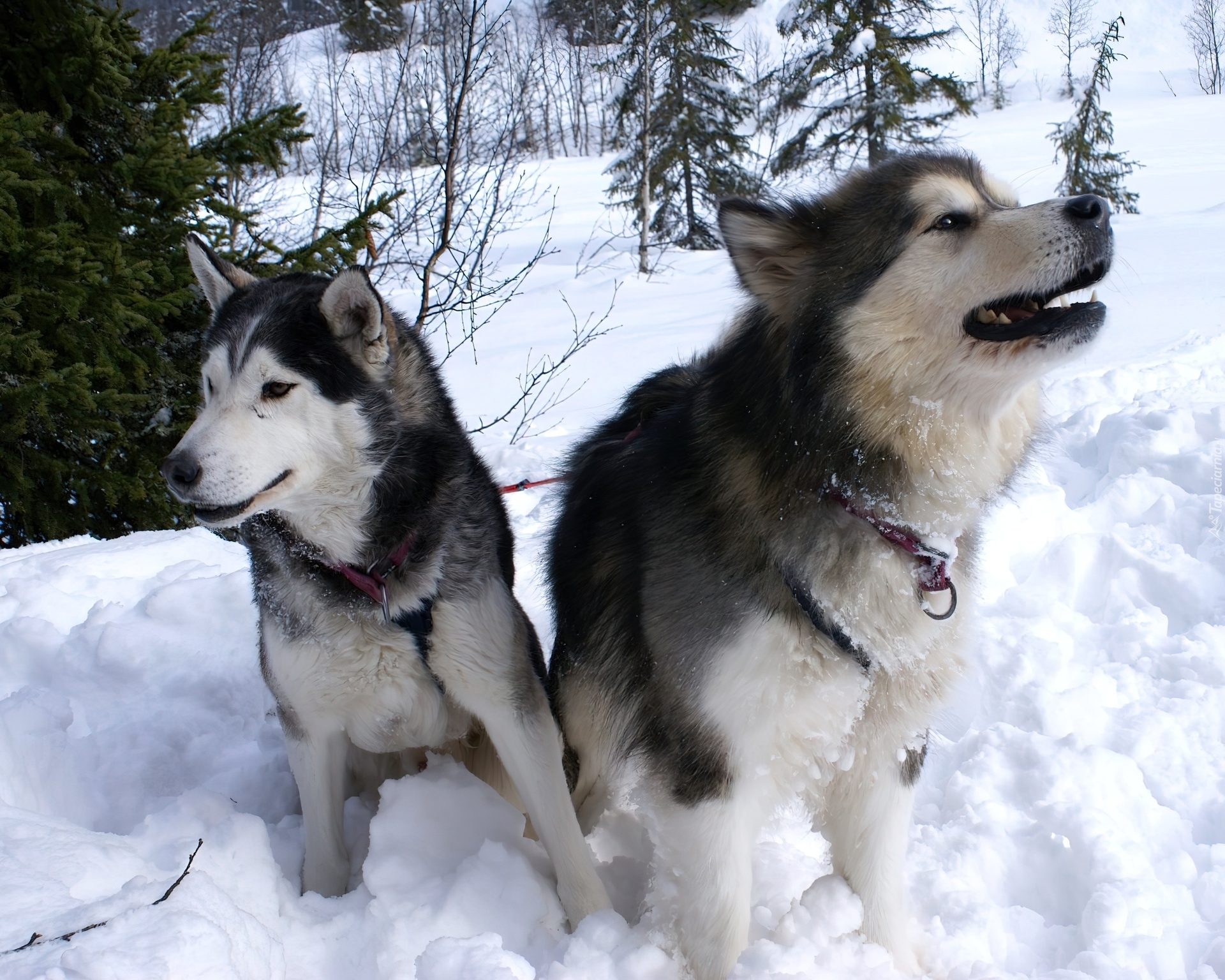 Siberian Husky, choinki, zima