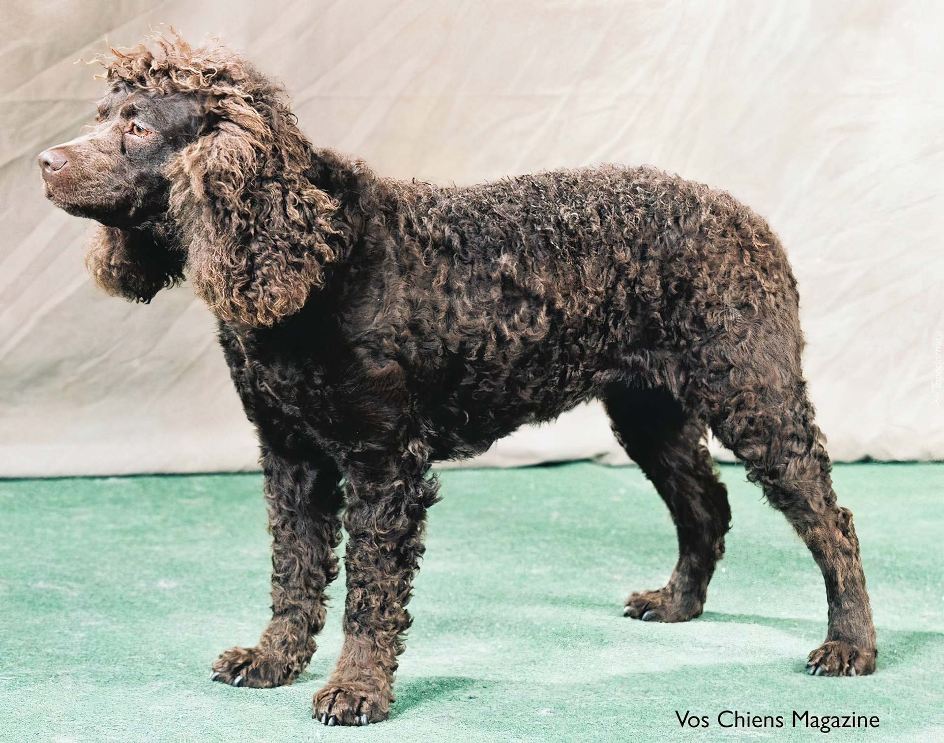 Amerykański spaniel dowodny