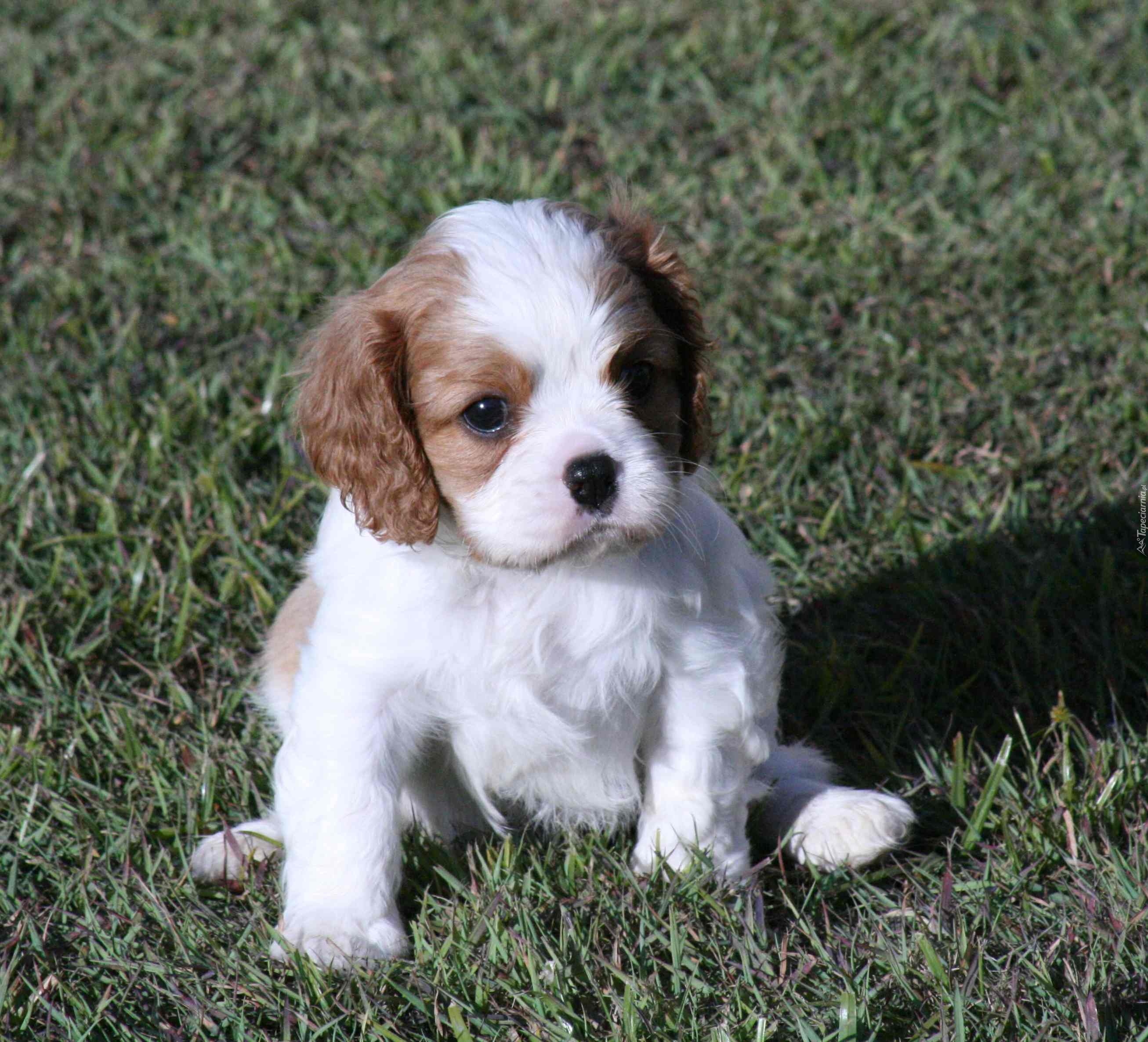 mały, Cavalier King Charles spaniel