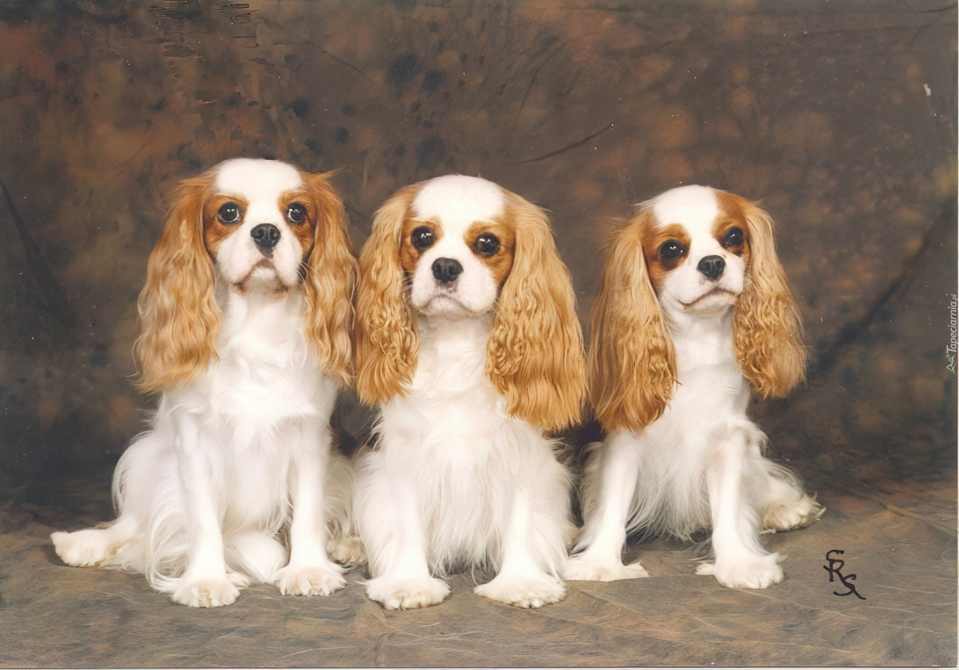 trzy, Cavalier King Charles spaniel