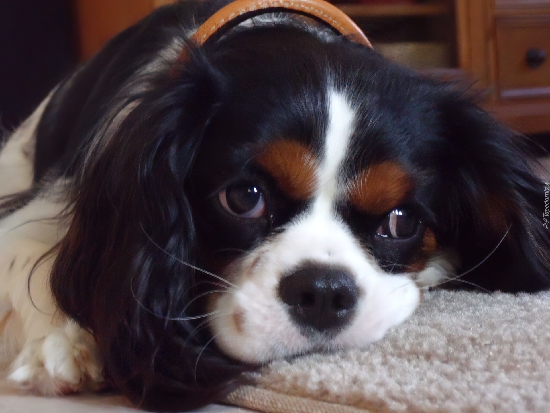 czarno-biały, Cavalier King Charles spaniel