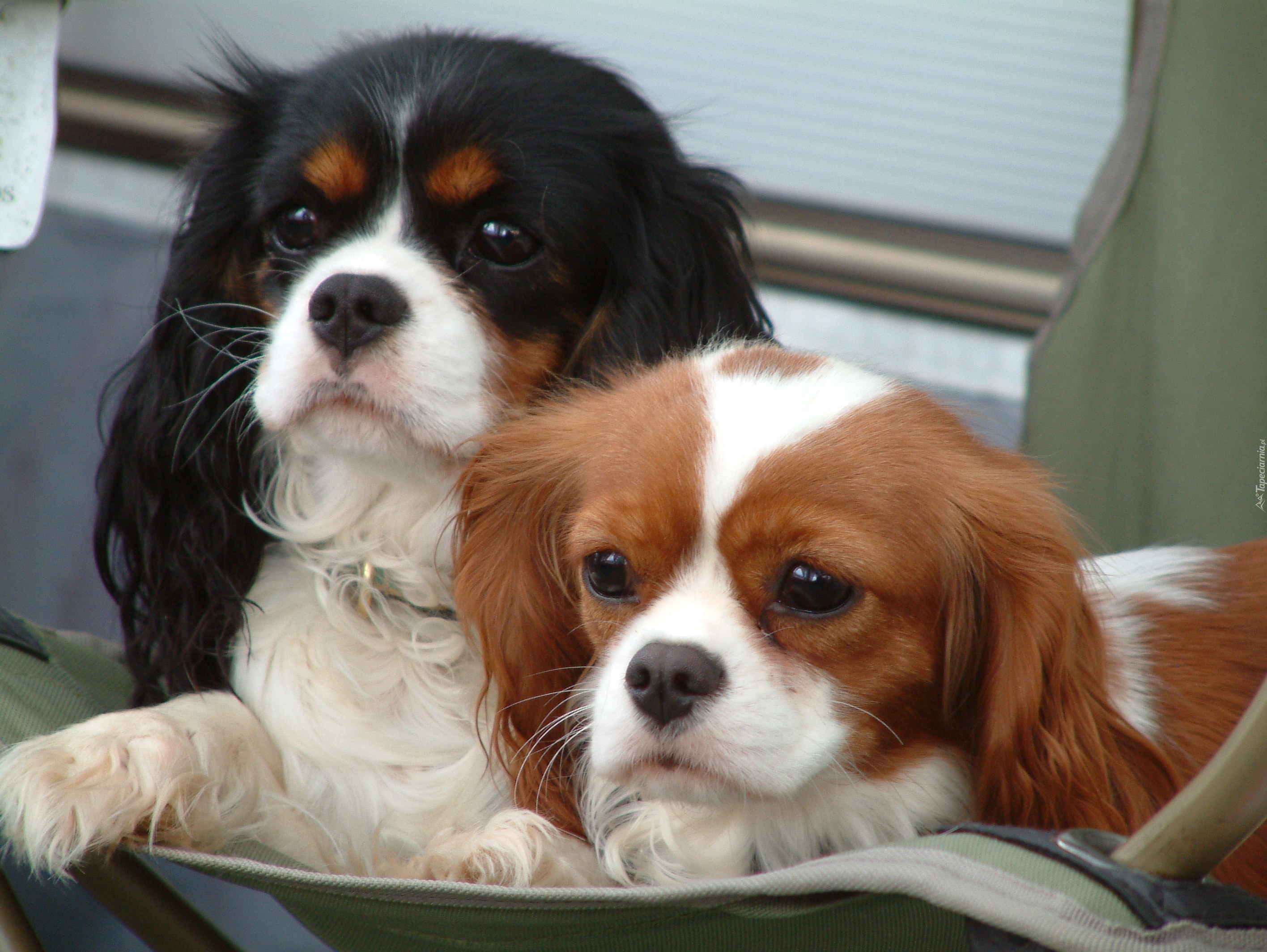 słodkie, Cavalier King Charles spaniel