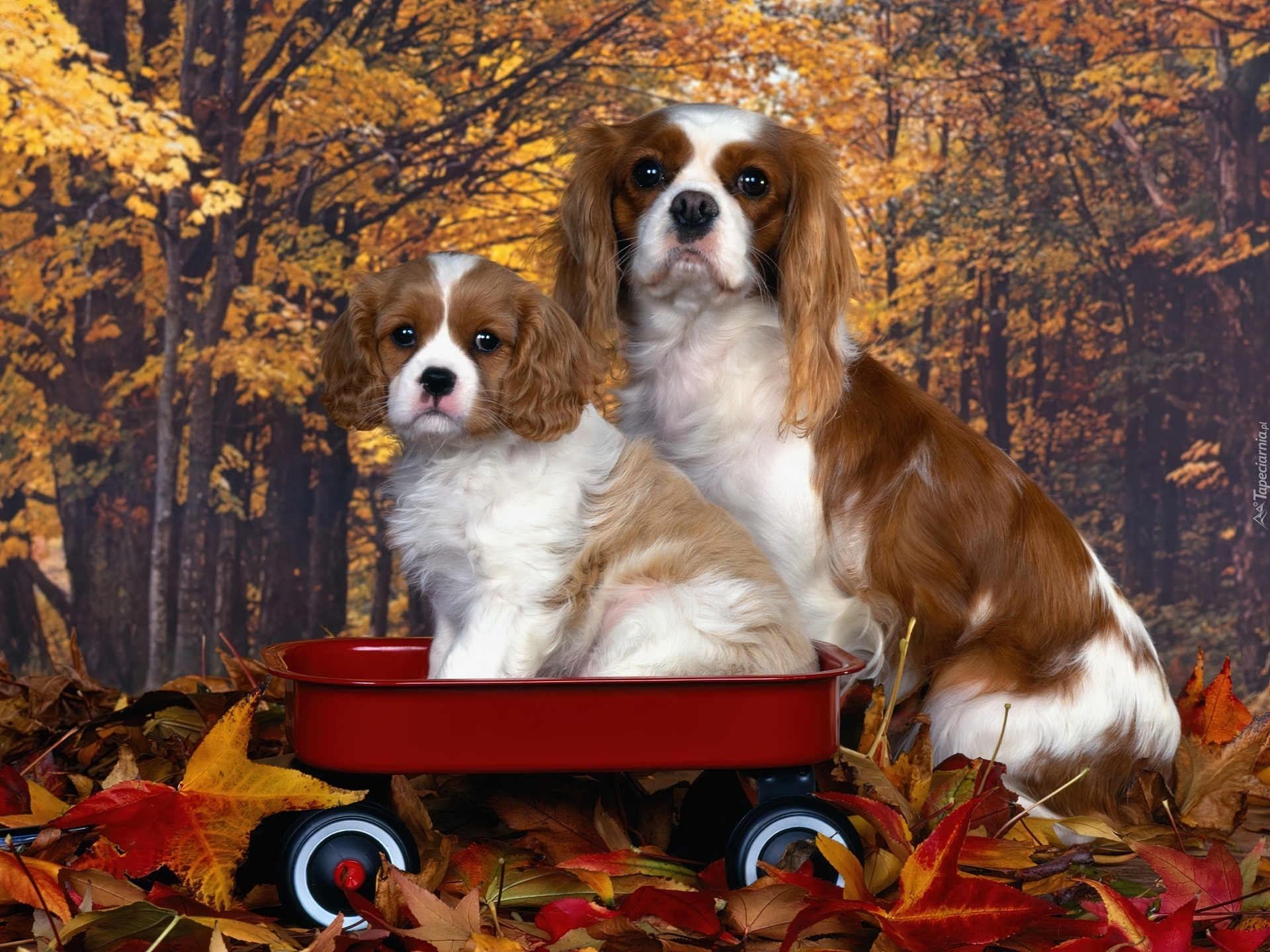 Cavalier King Charles spaniel, złota