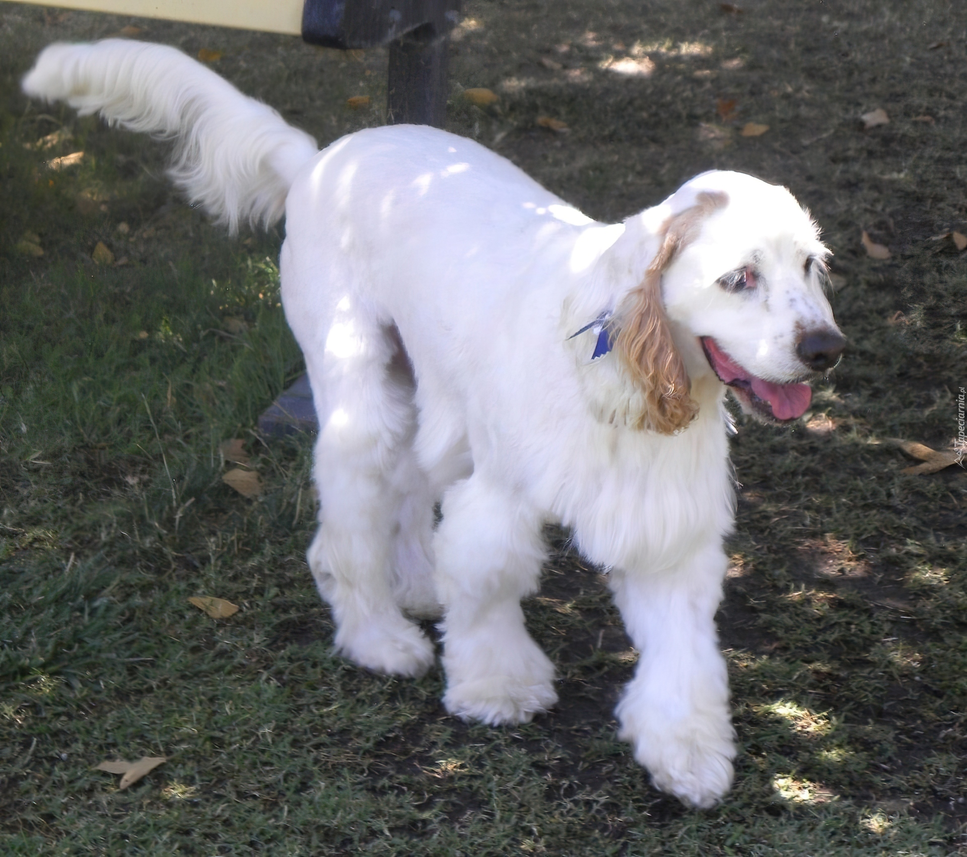 Clumber spaniel