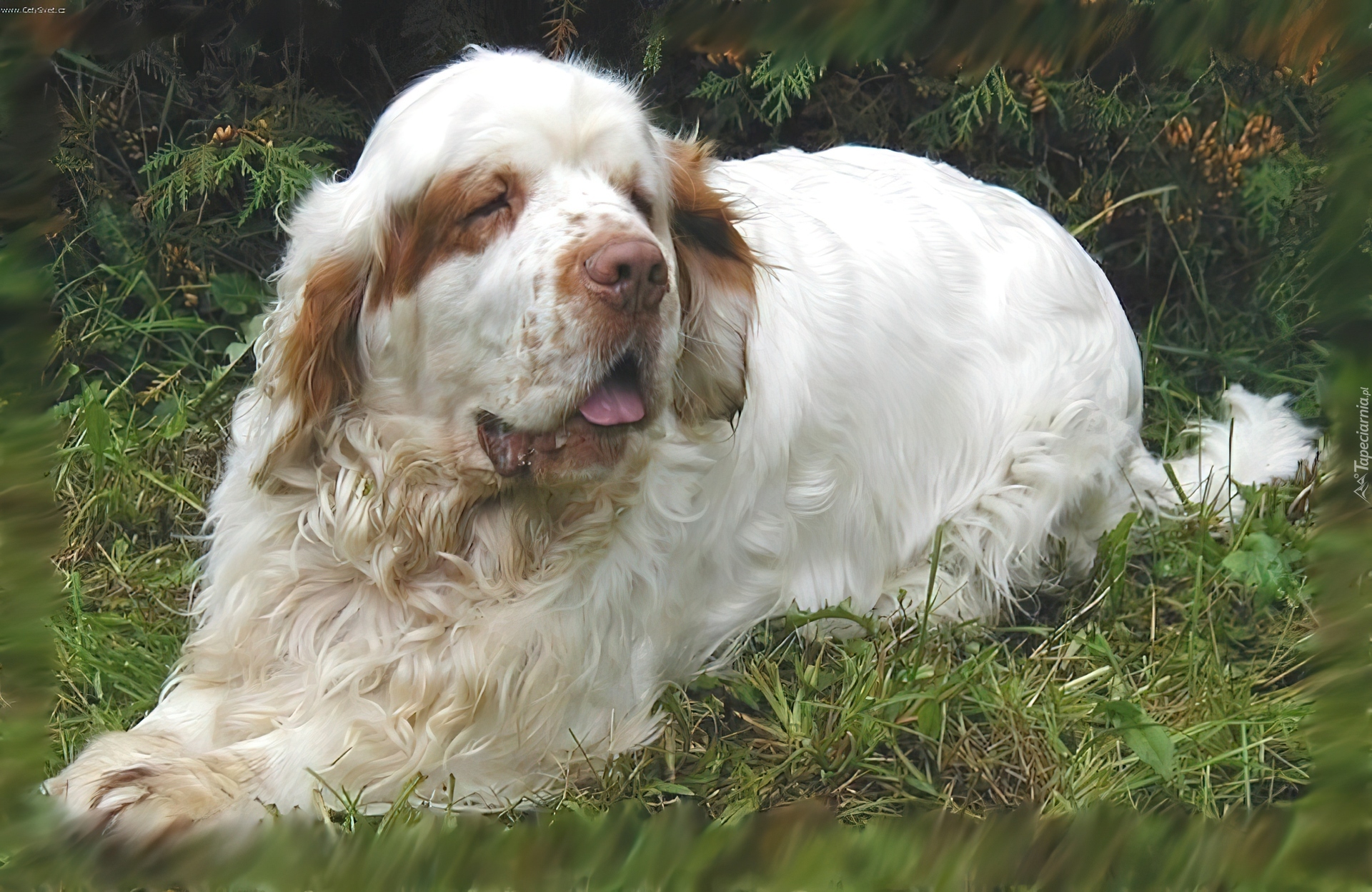 dorosły, Clumber spaniel, trawa