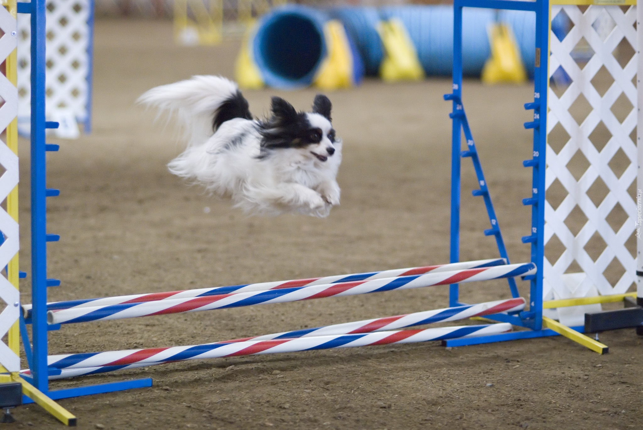 Spaniel kontynentalny miniaturowy Papillon, przeszkoda