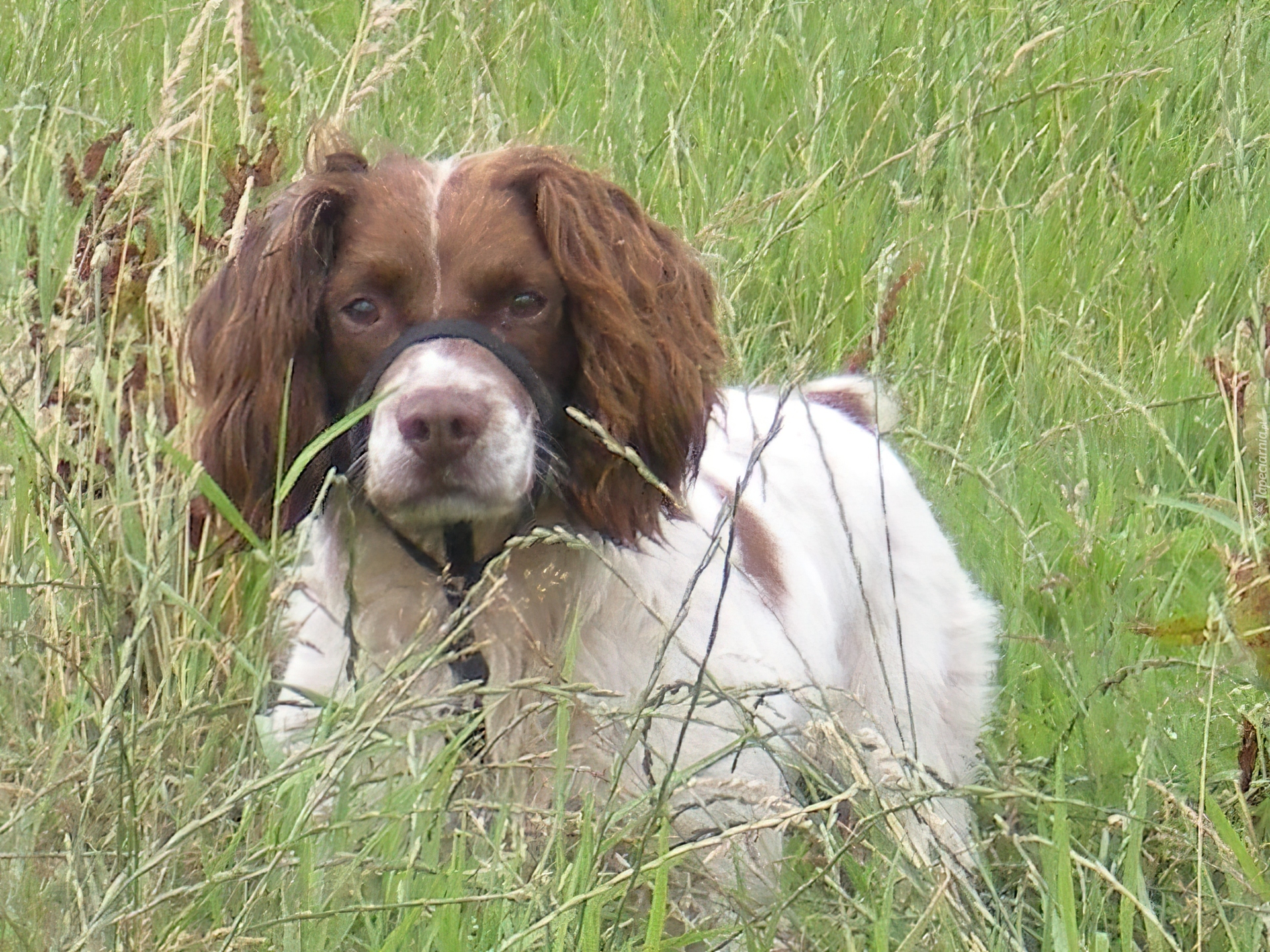 Springer spaniel angielski, wysoka, trawa