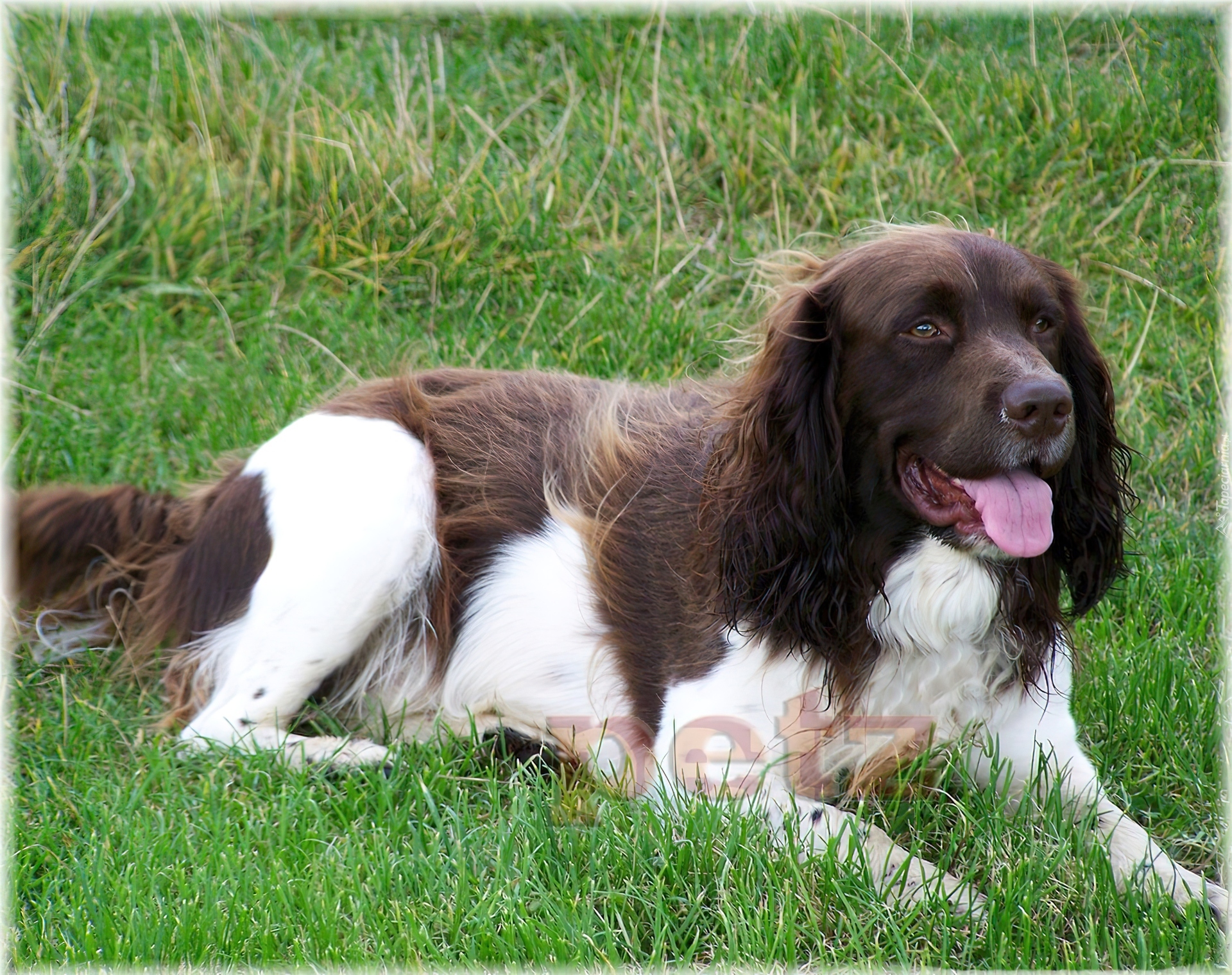 Springer spaniel angielski, biało-brązowe, umaszczenie