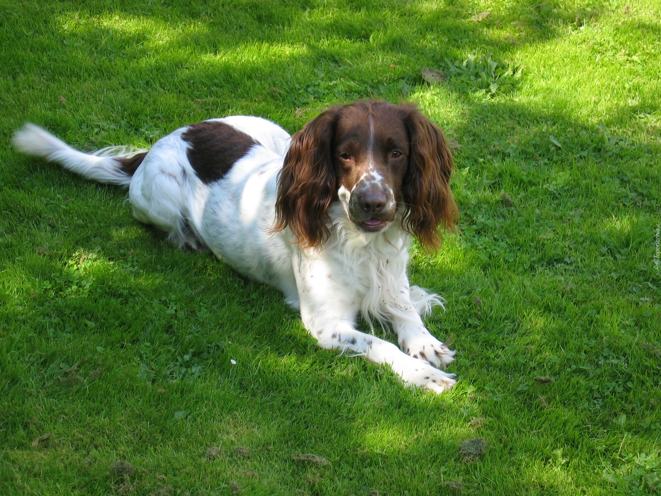 Springer spaniel angielski, zielona, trawa