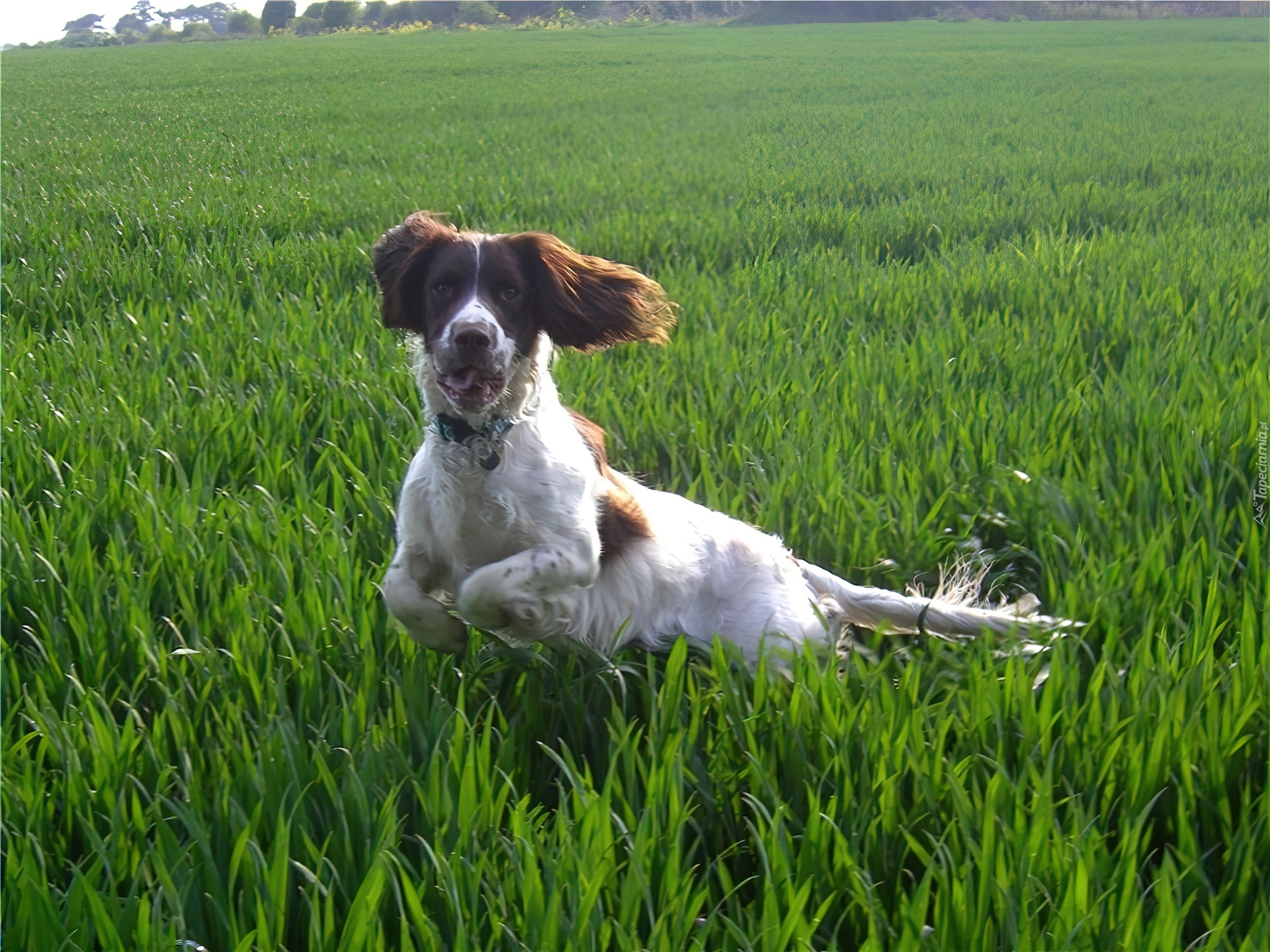 biegnący, Springer spaniel angielski