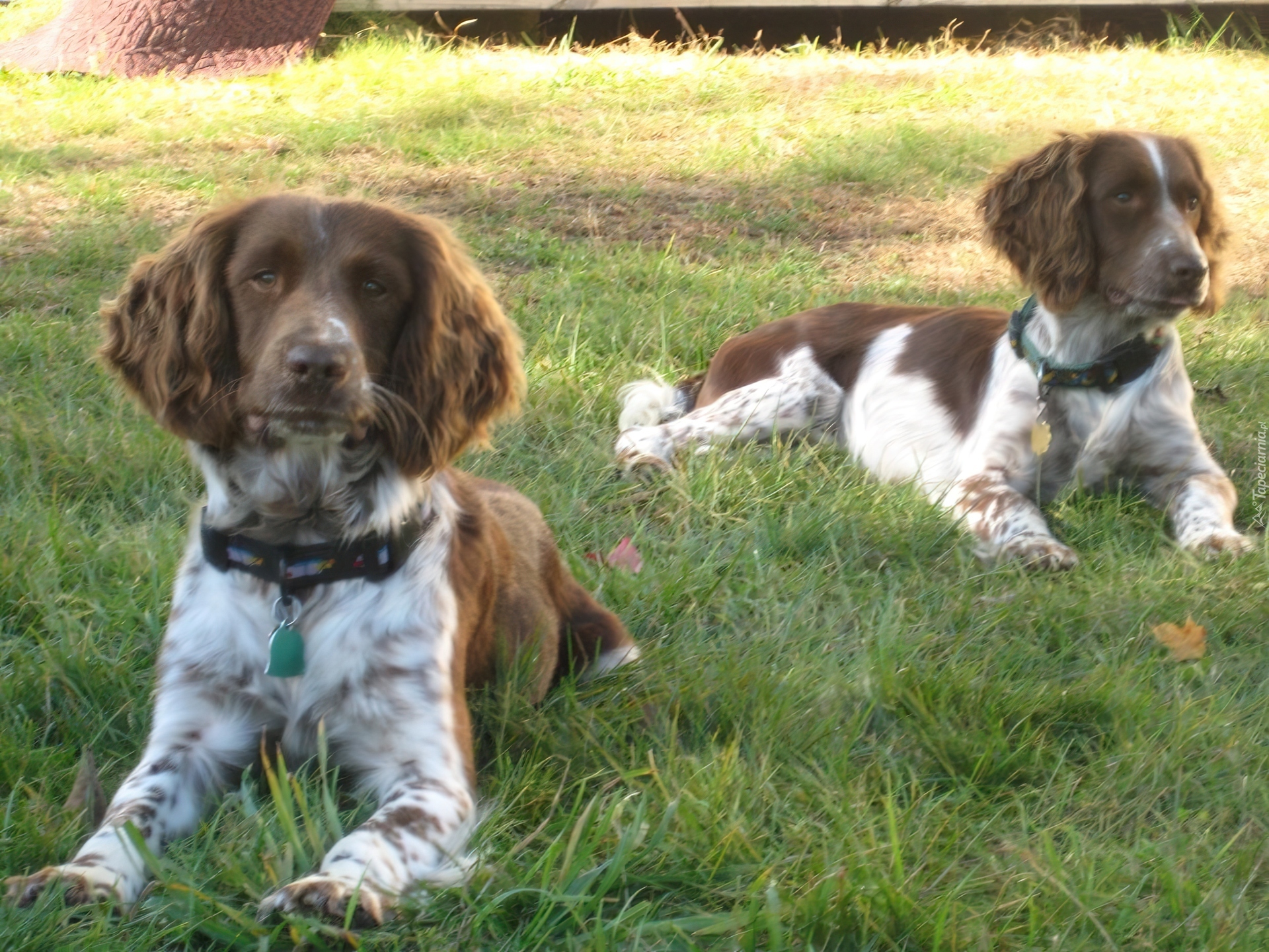 dwa, leżące, Springer spaniel angielski