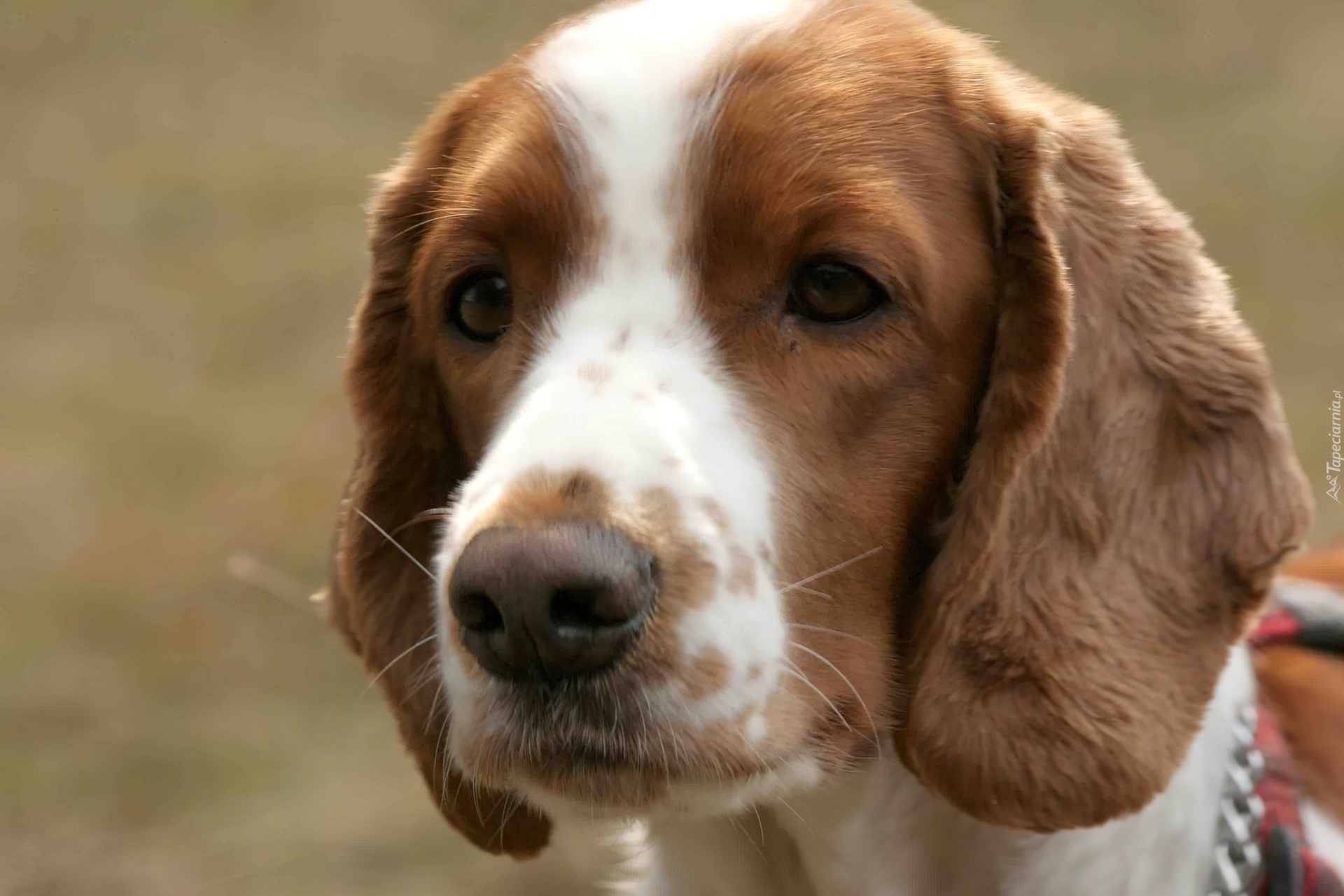 głowa, Springer spaniel walijski