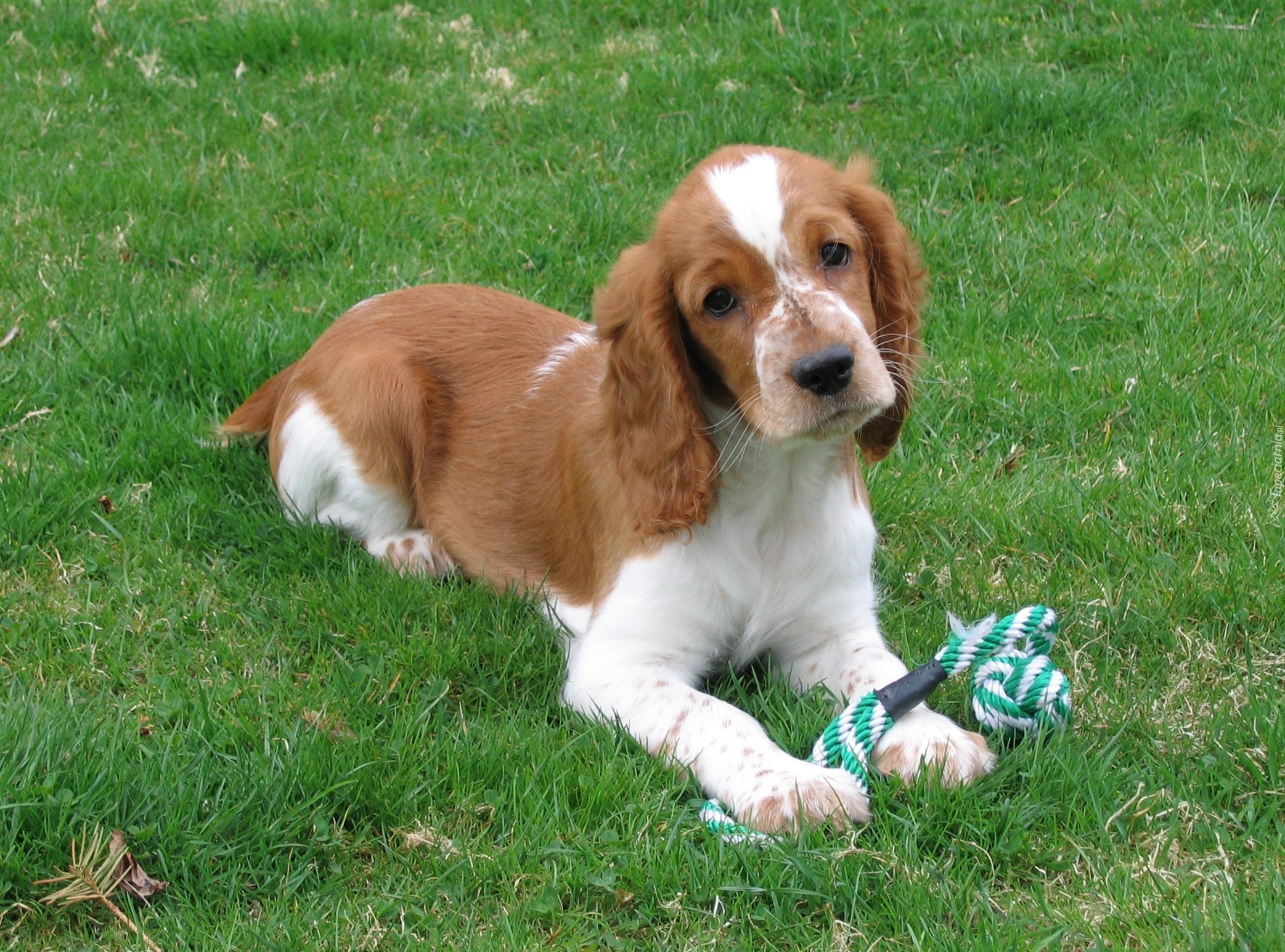 Springer spaniel walijski, zielona, trawa