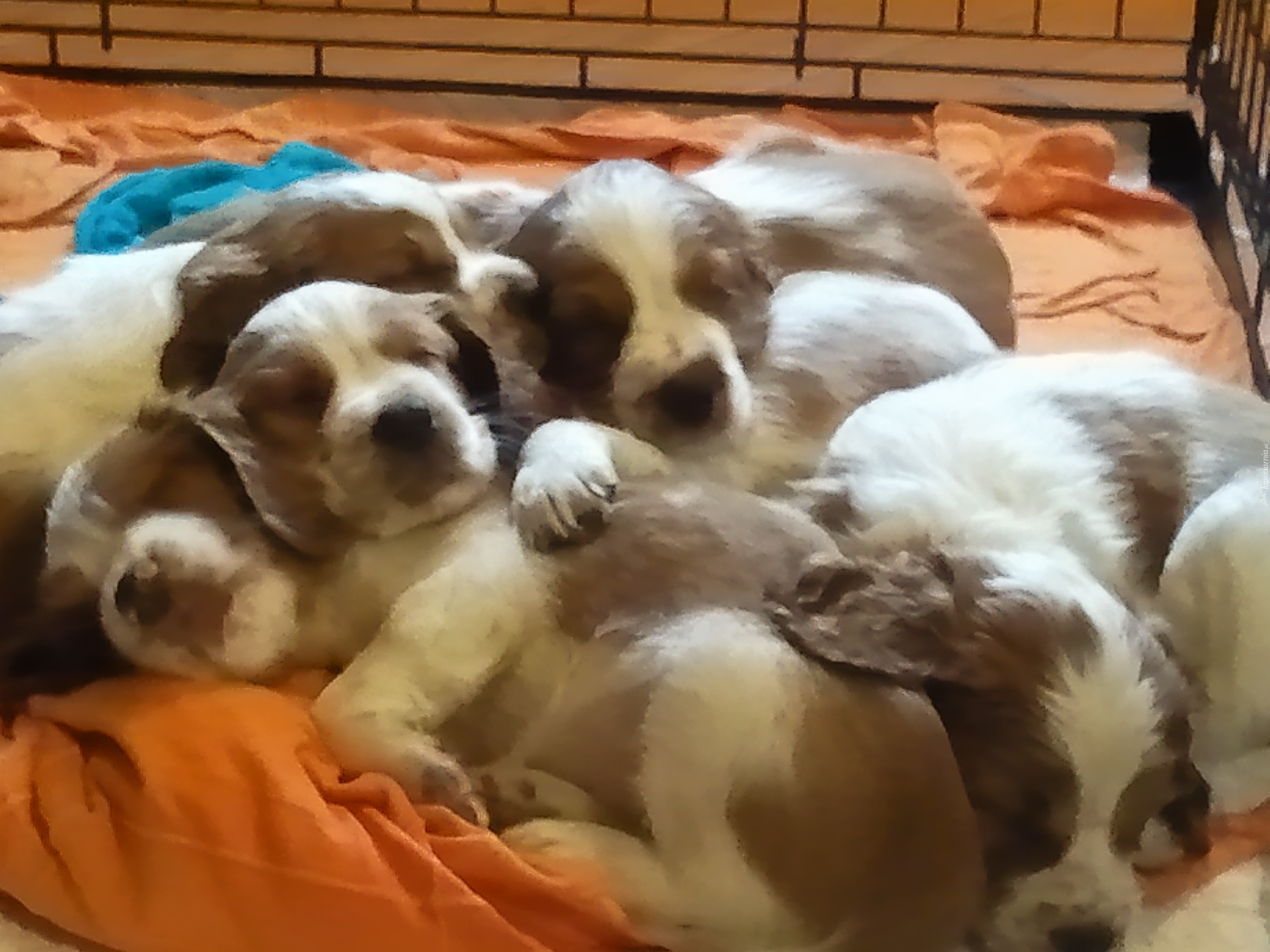 słodkie, szczeniaki, Springer spaniel walijski