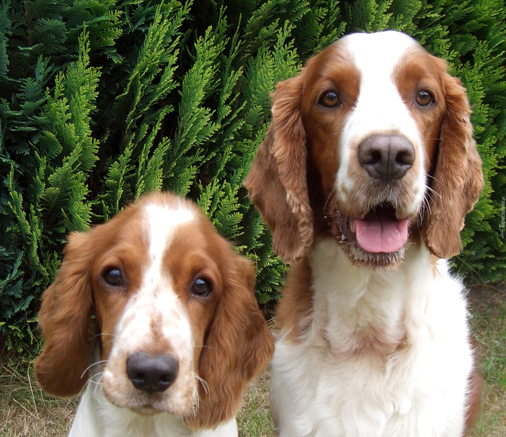 dwie, mordki, Springer spaniel walijski