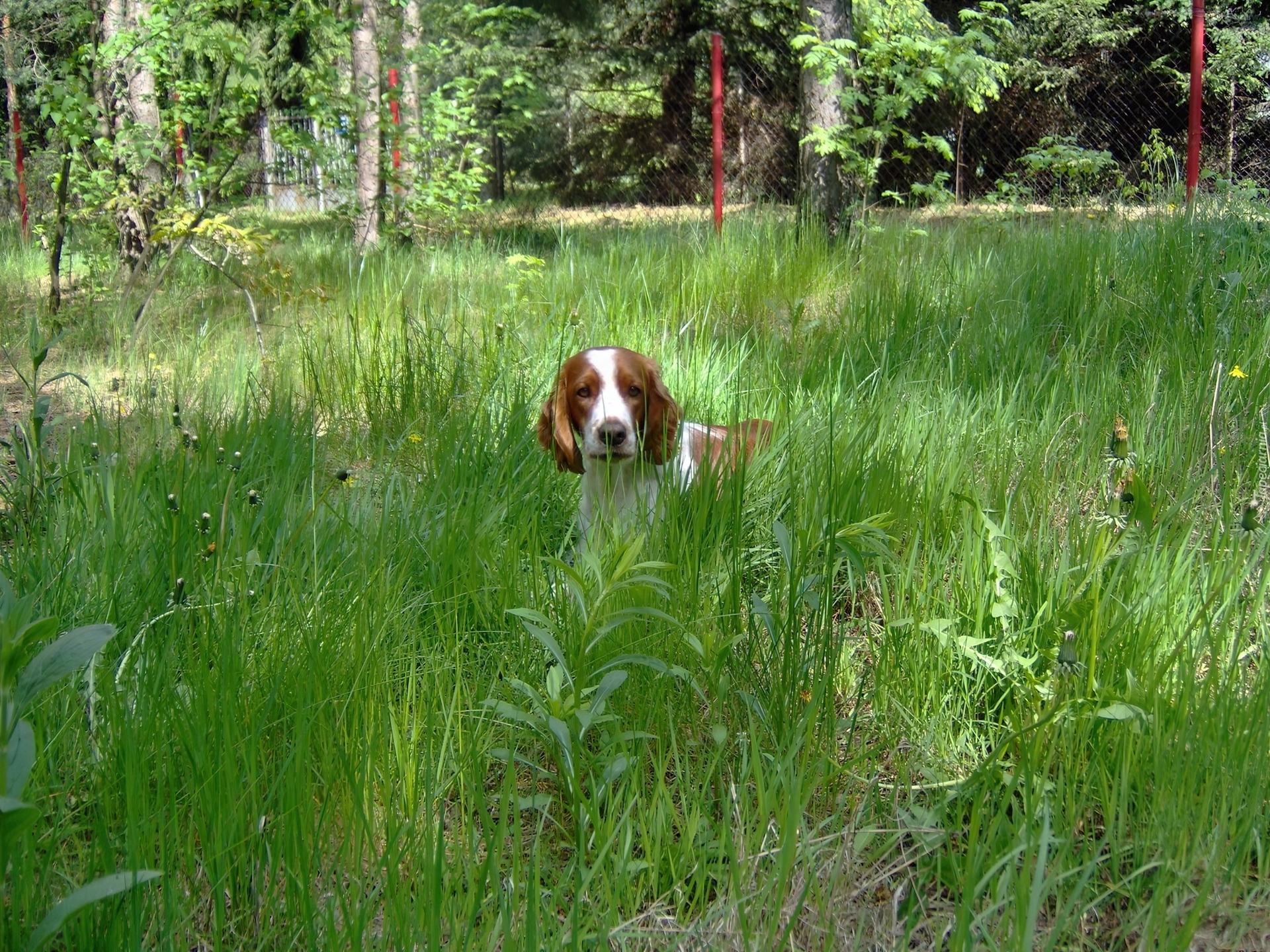 Springer spaniel walijski, wysoka, trawa