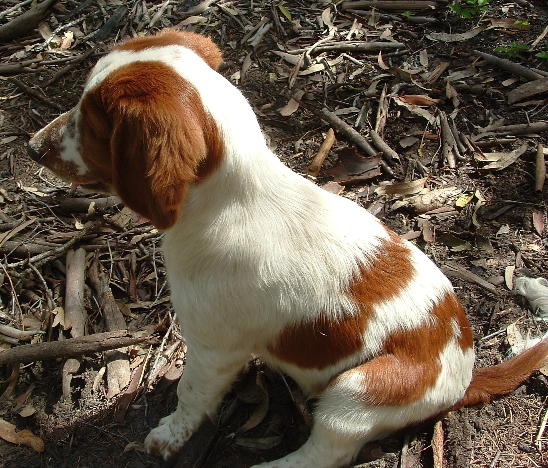 szczeniak, Springer spaniel walijski