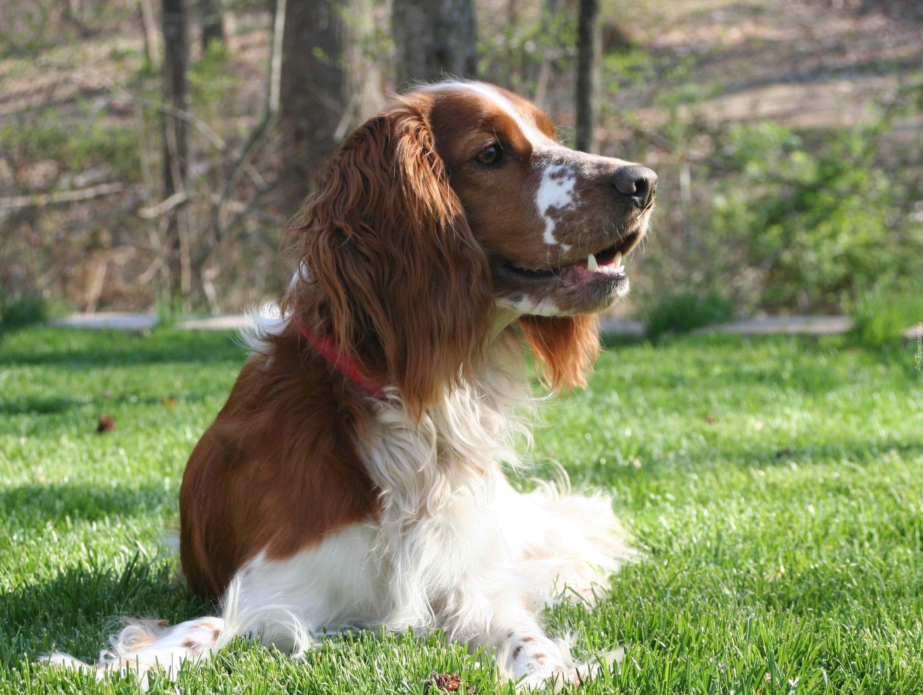 leżący, Springer spaniel walijski