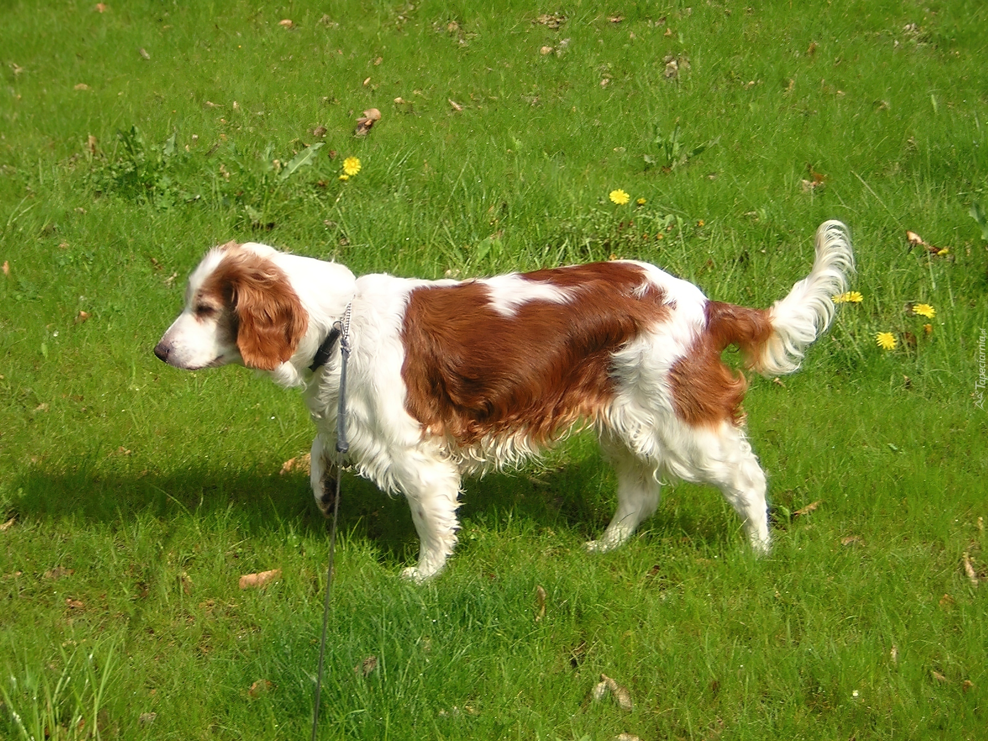 duży, Springer spaniel walijski, soczysta, trawa