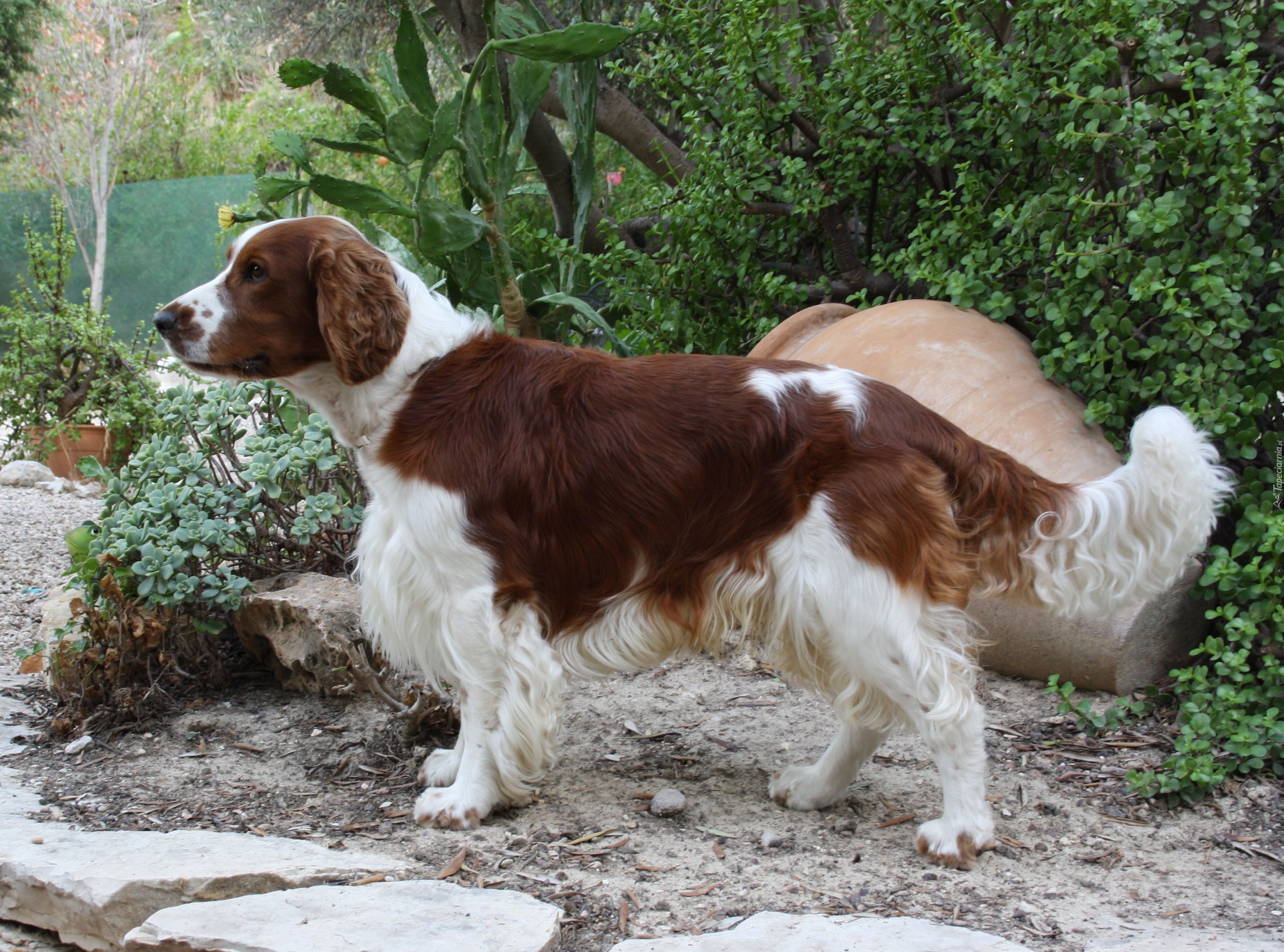 Springer spaniel walijski, kaktus