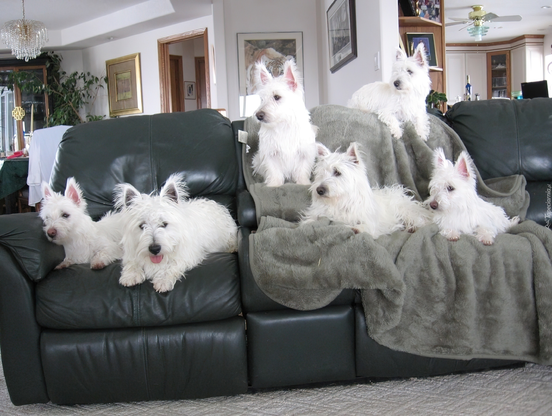 sześć, West Highland White Terrier, czarna, kanapa