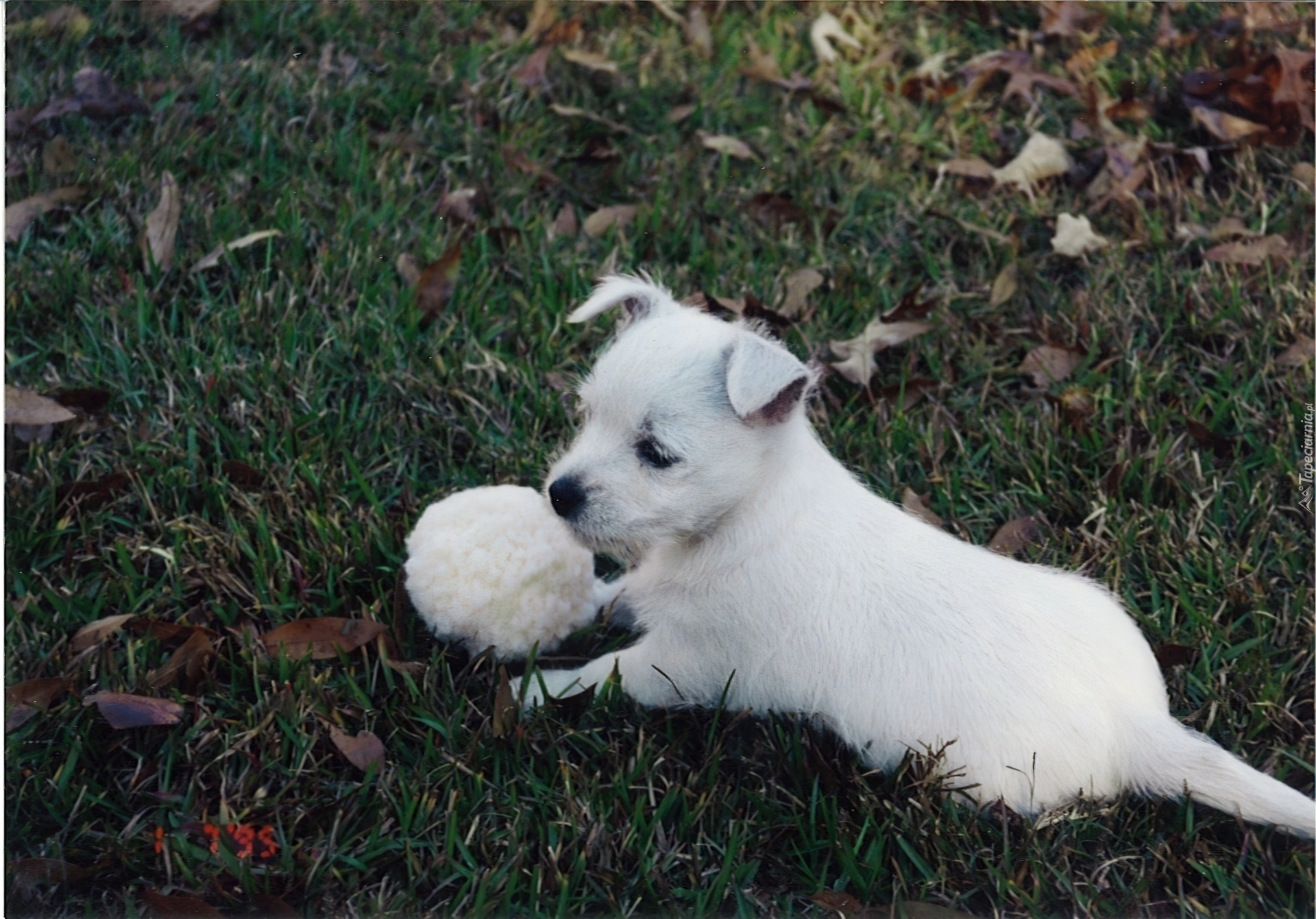 szczeniak, West Highland White Terrier, piłka