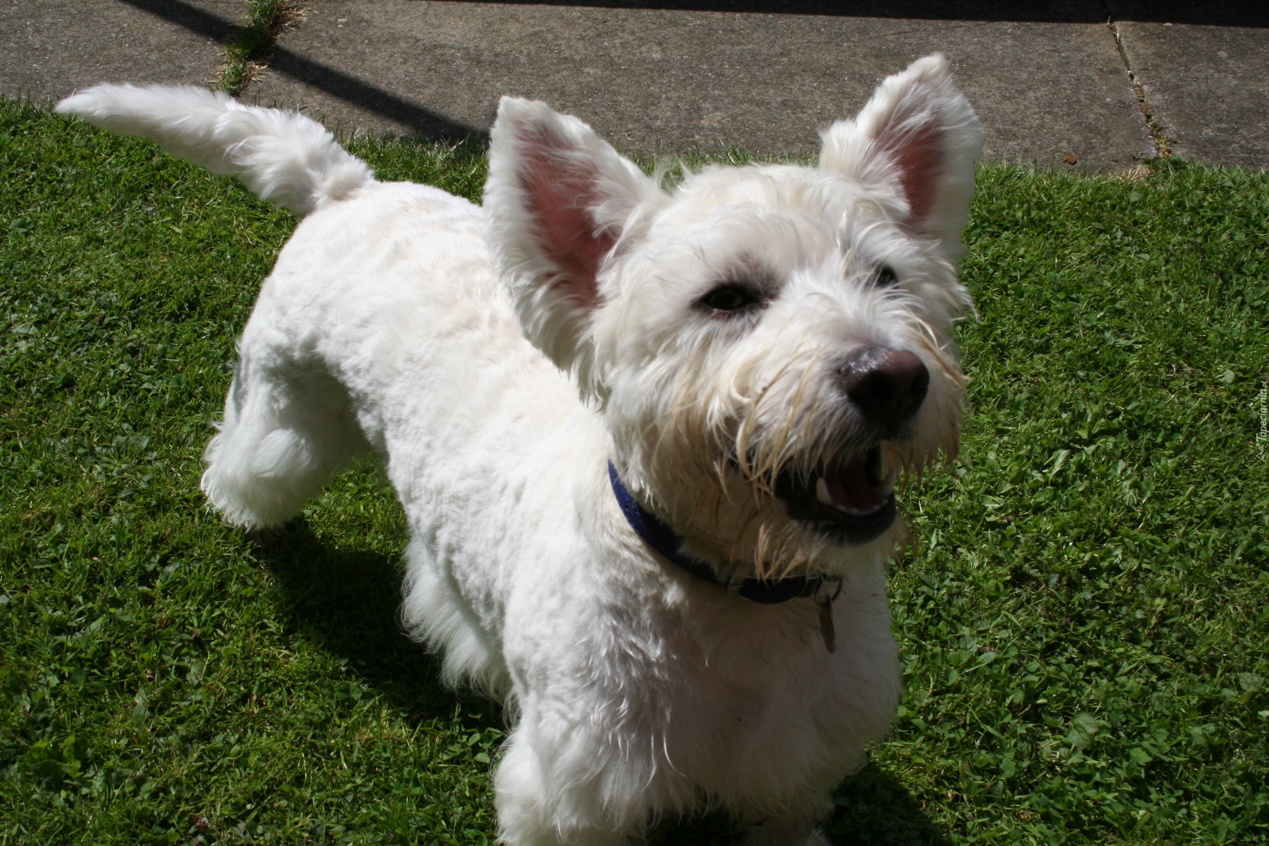 West Highland White Terrier, zielona, trawa