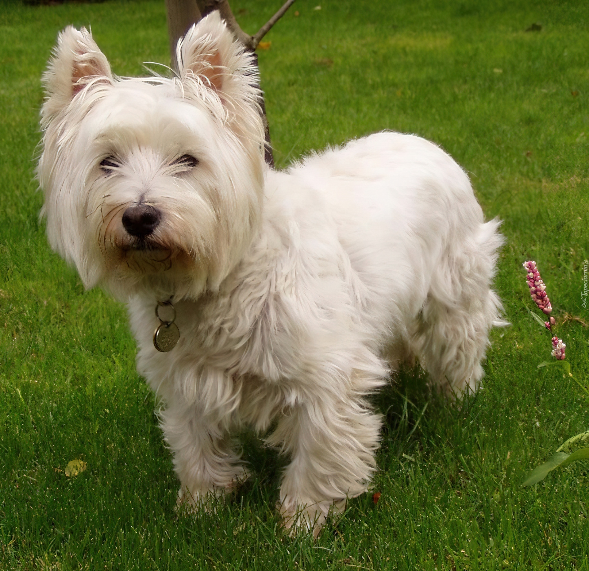 słodki, West Highland White Terrier