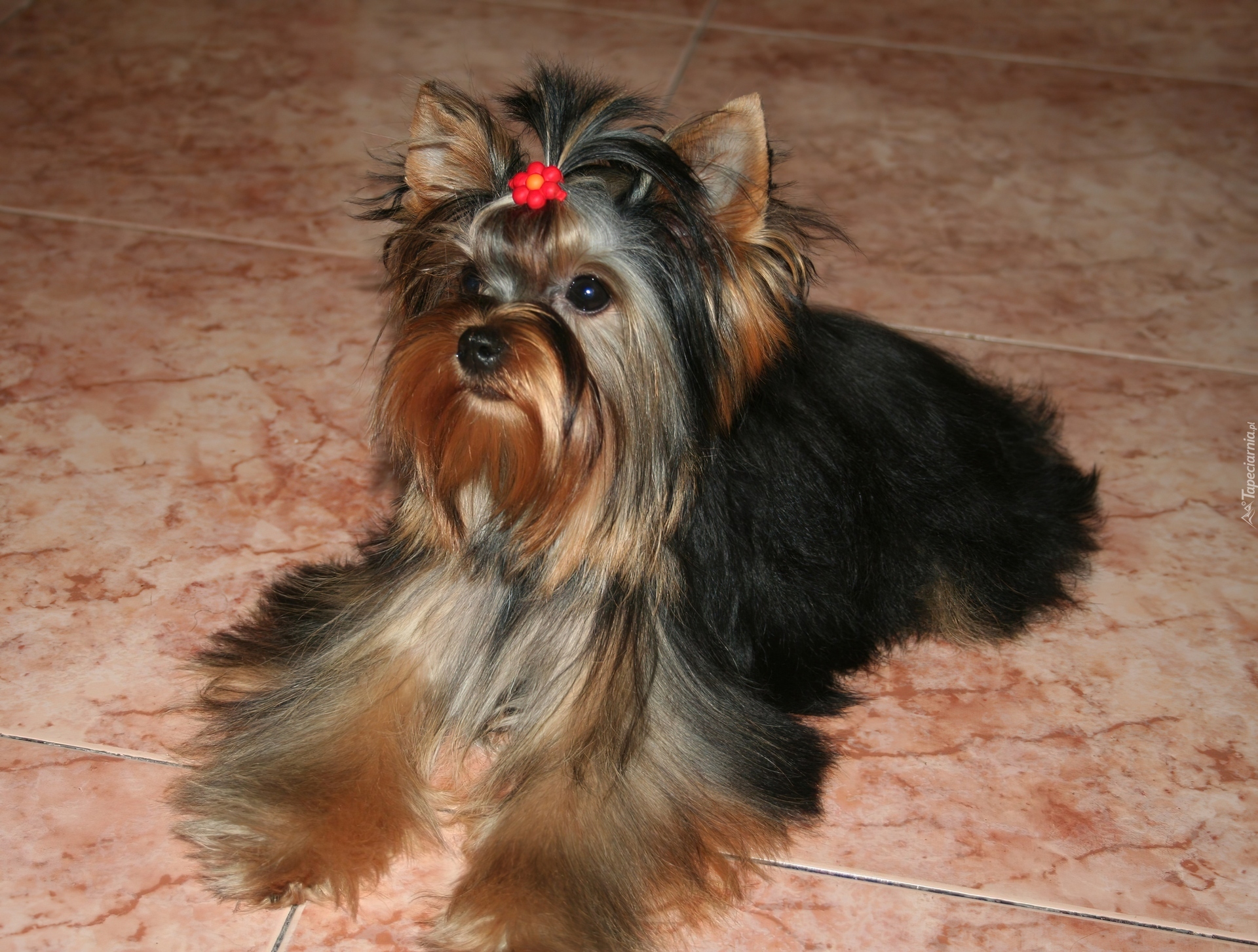 słodki, Yorkshire Terrier, spinka