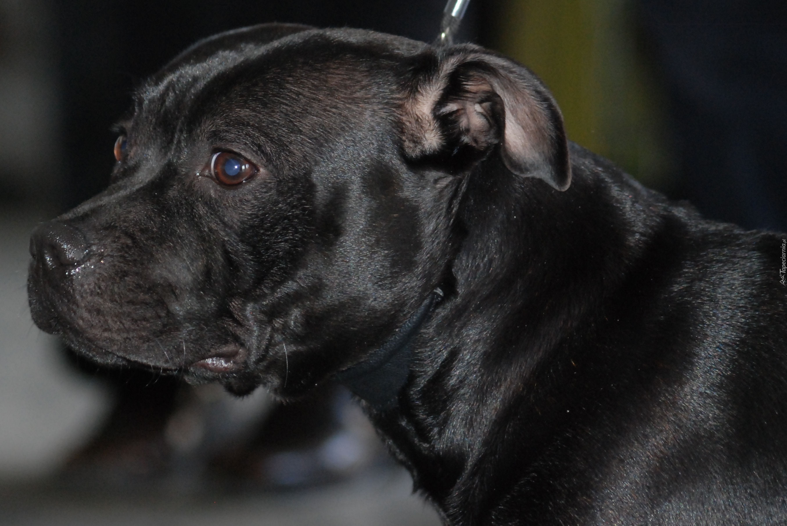 morda, Staffordshire Bull Terrier