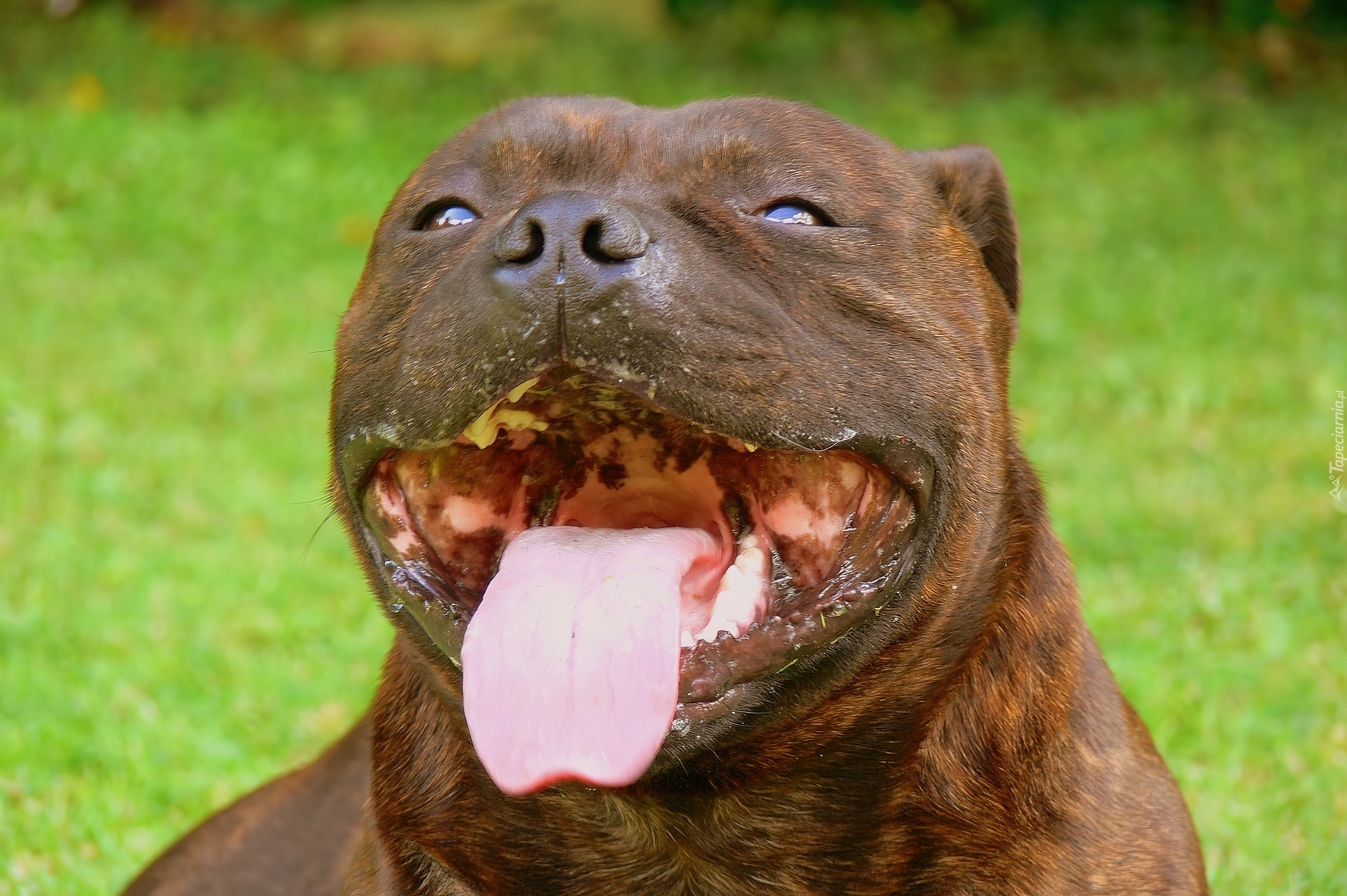 pysk, język, Staffordshire Bull Terrier