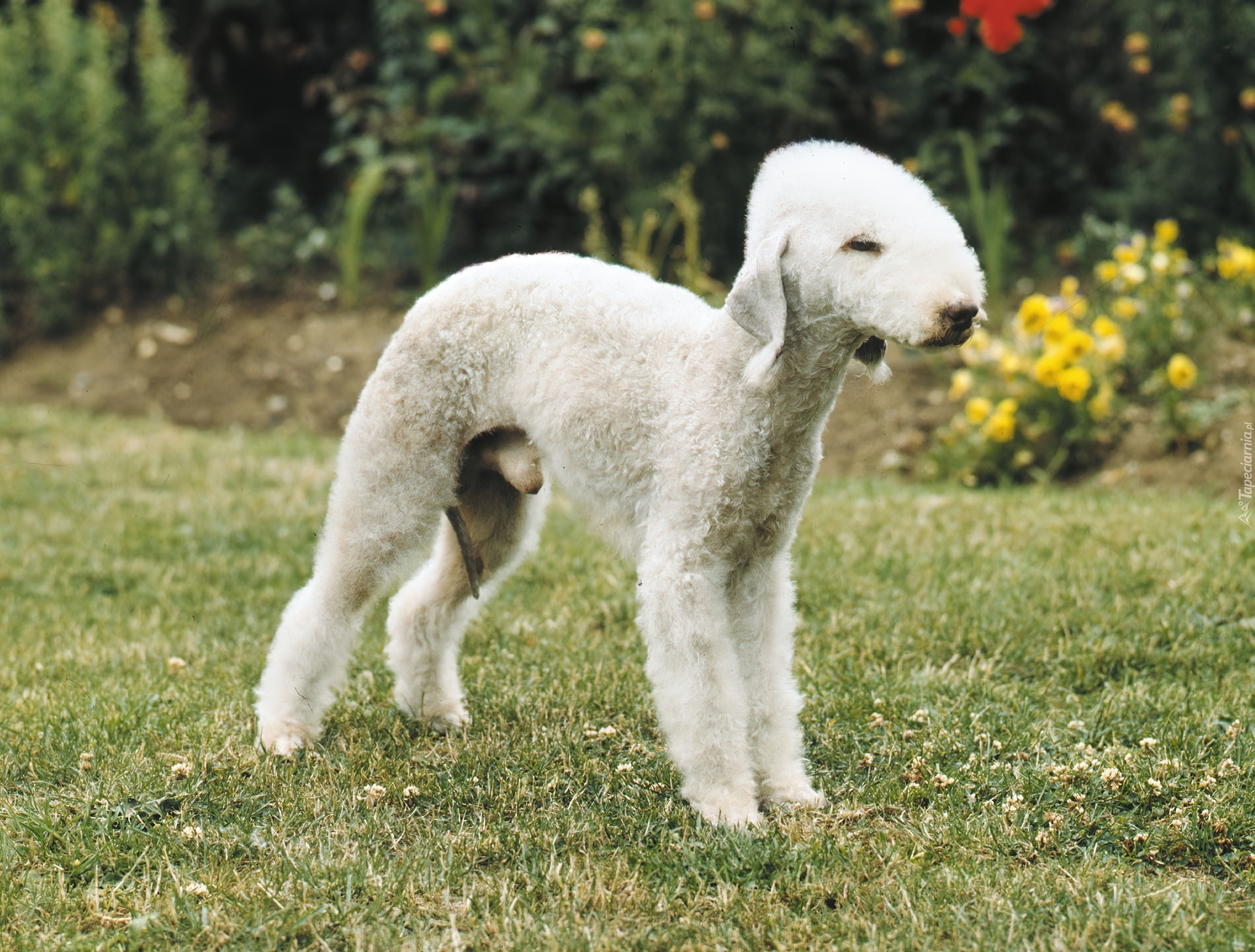 Bedlington Terrier