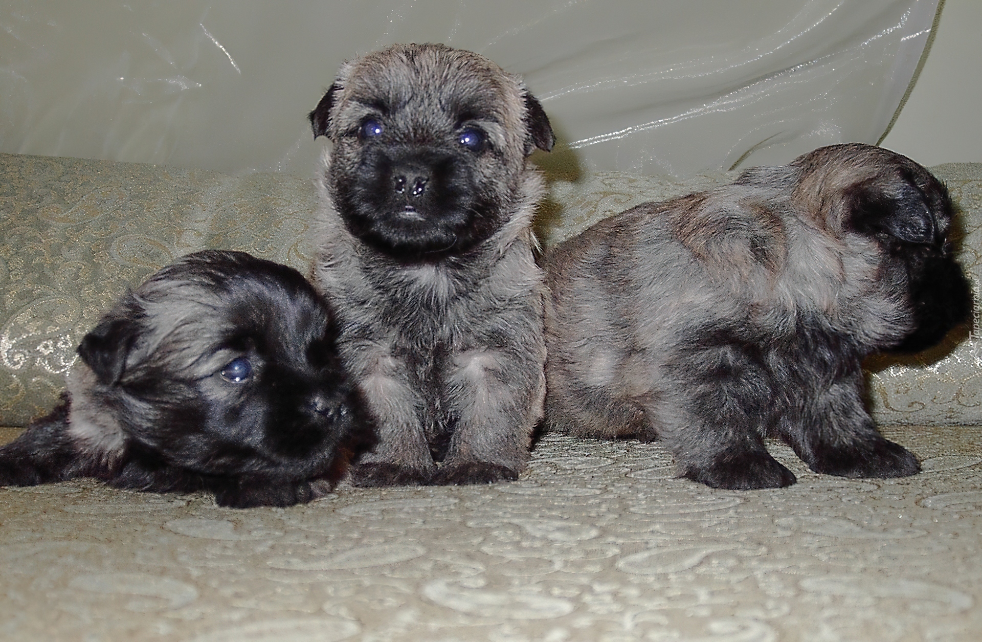 trzy, słodkie, szczeniaki, Cairn Terrier