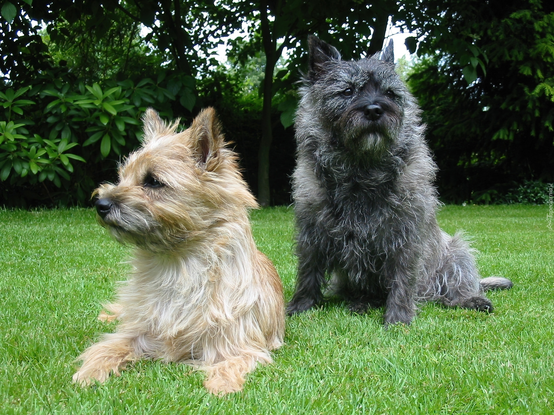 Cairn Terrier, zielona, trawa