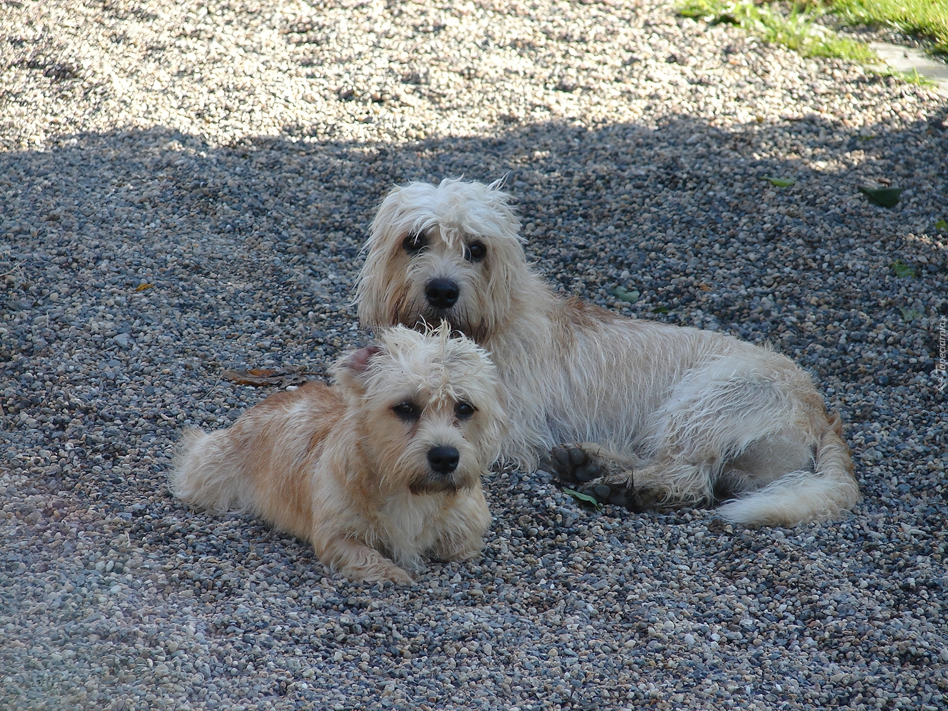 Dandie Dinmont Terrier, kamyki