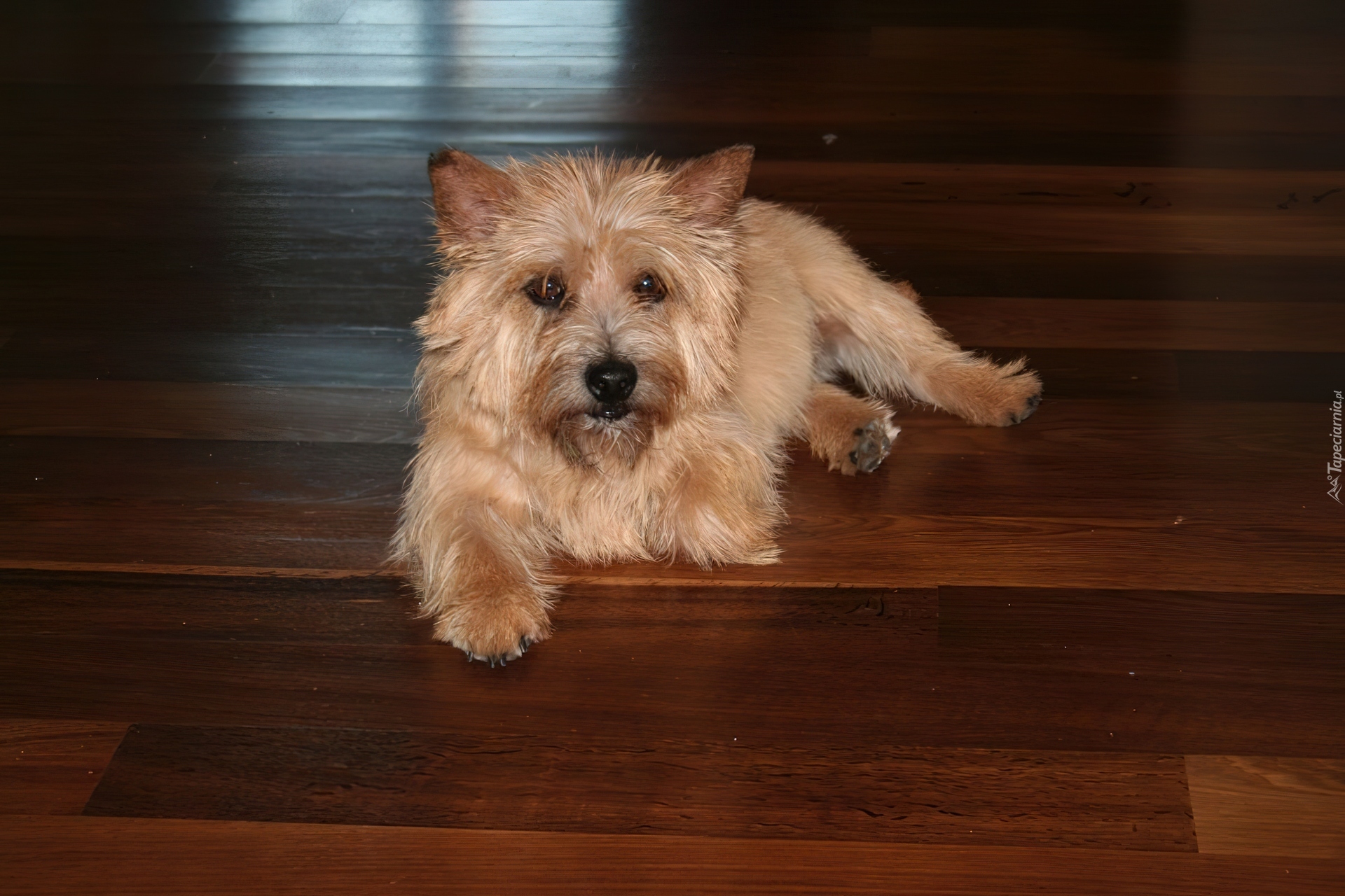 Norwich terrier