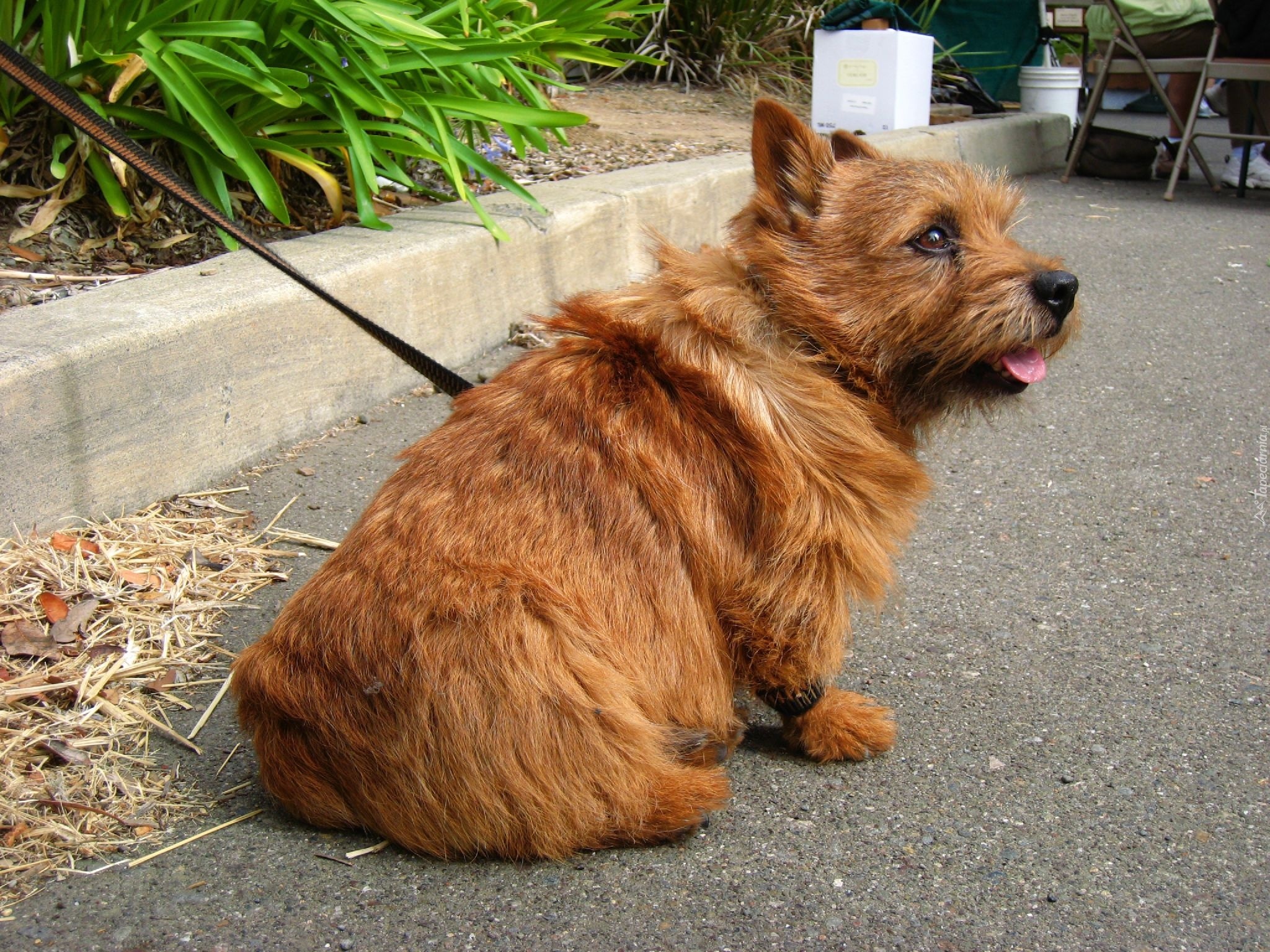 rudy, Norwich terrier