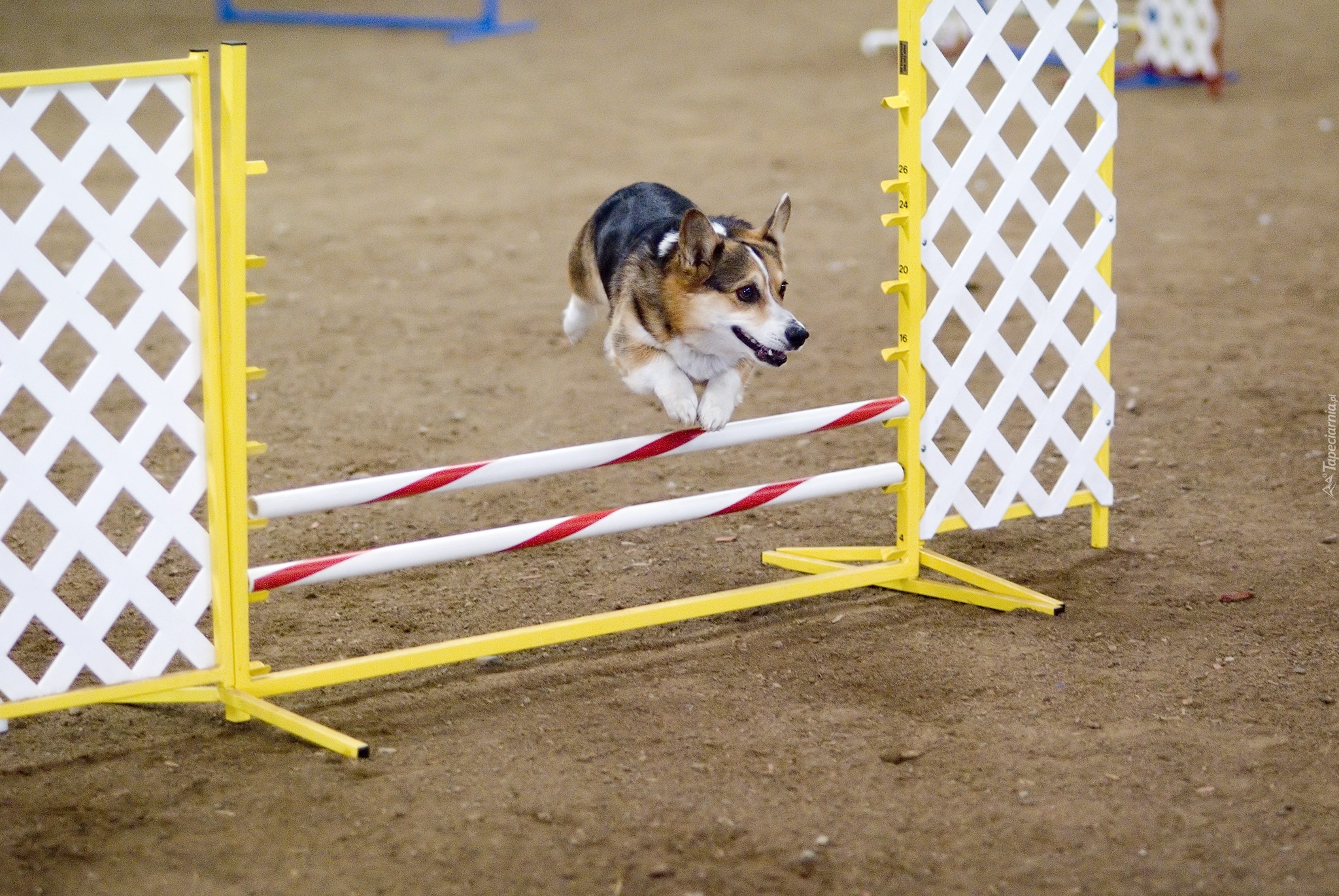 Welsh corgi pembroke, przeszkoda