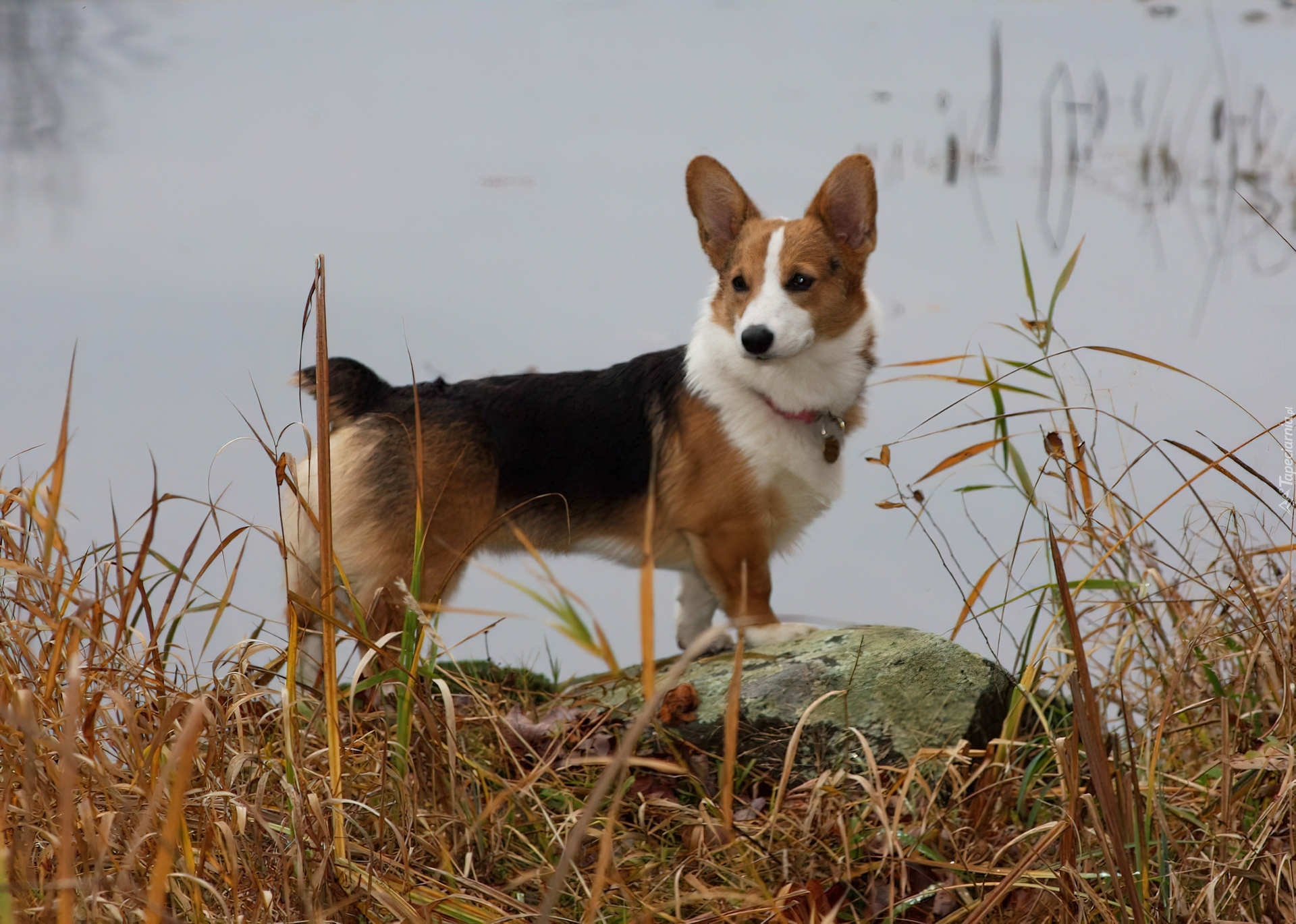 Welsh corgi pembroke, woda