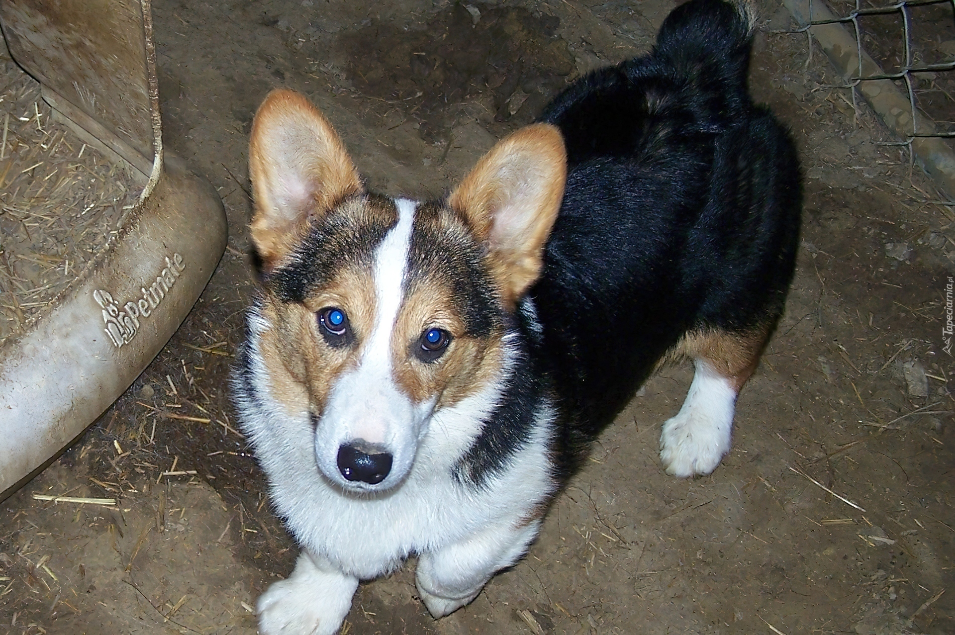 Welsh corgi pembroke, czarne, podpalane, umaszczenie